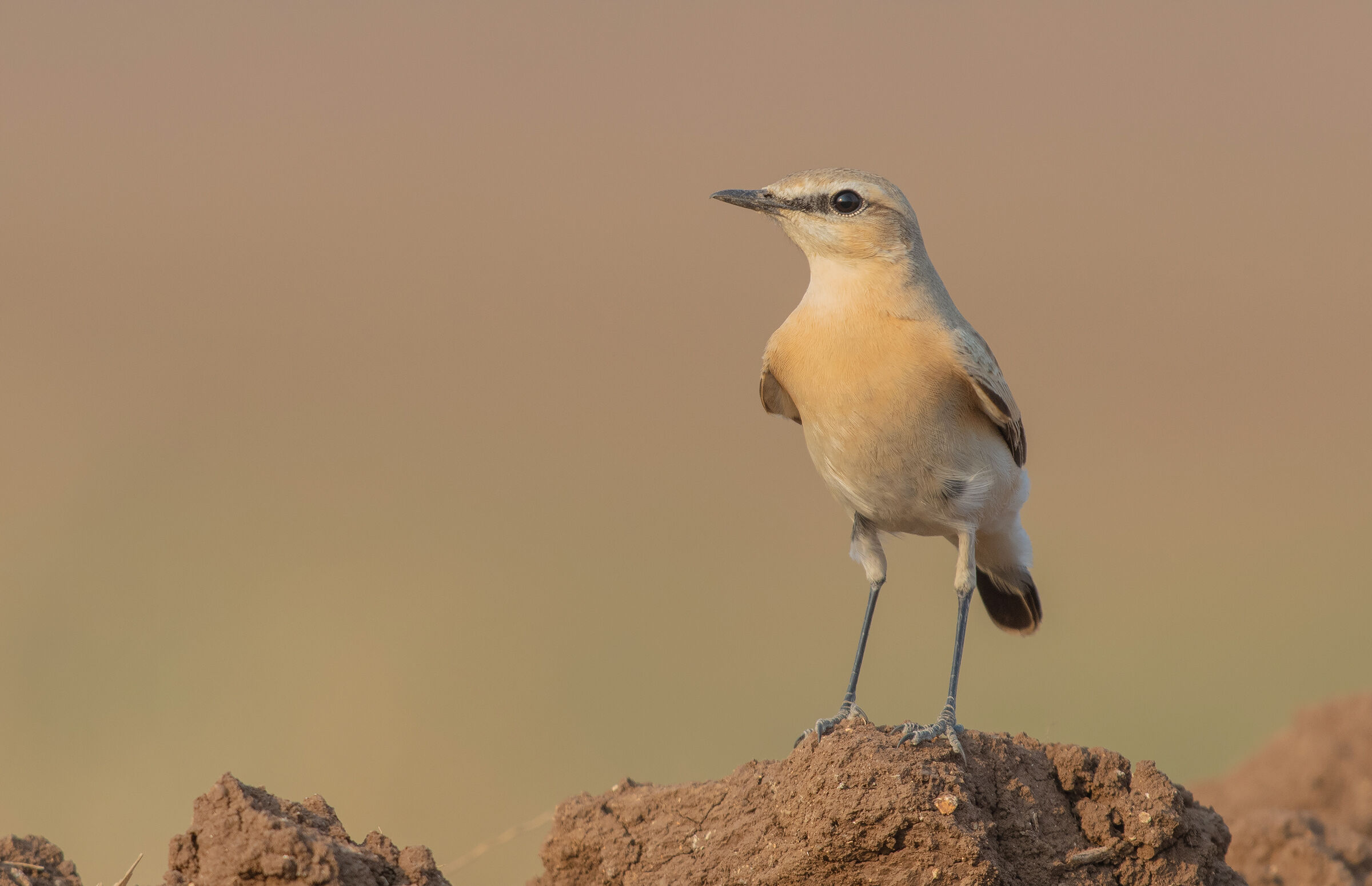 isabelline wheatear