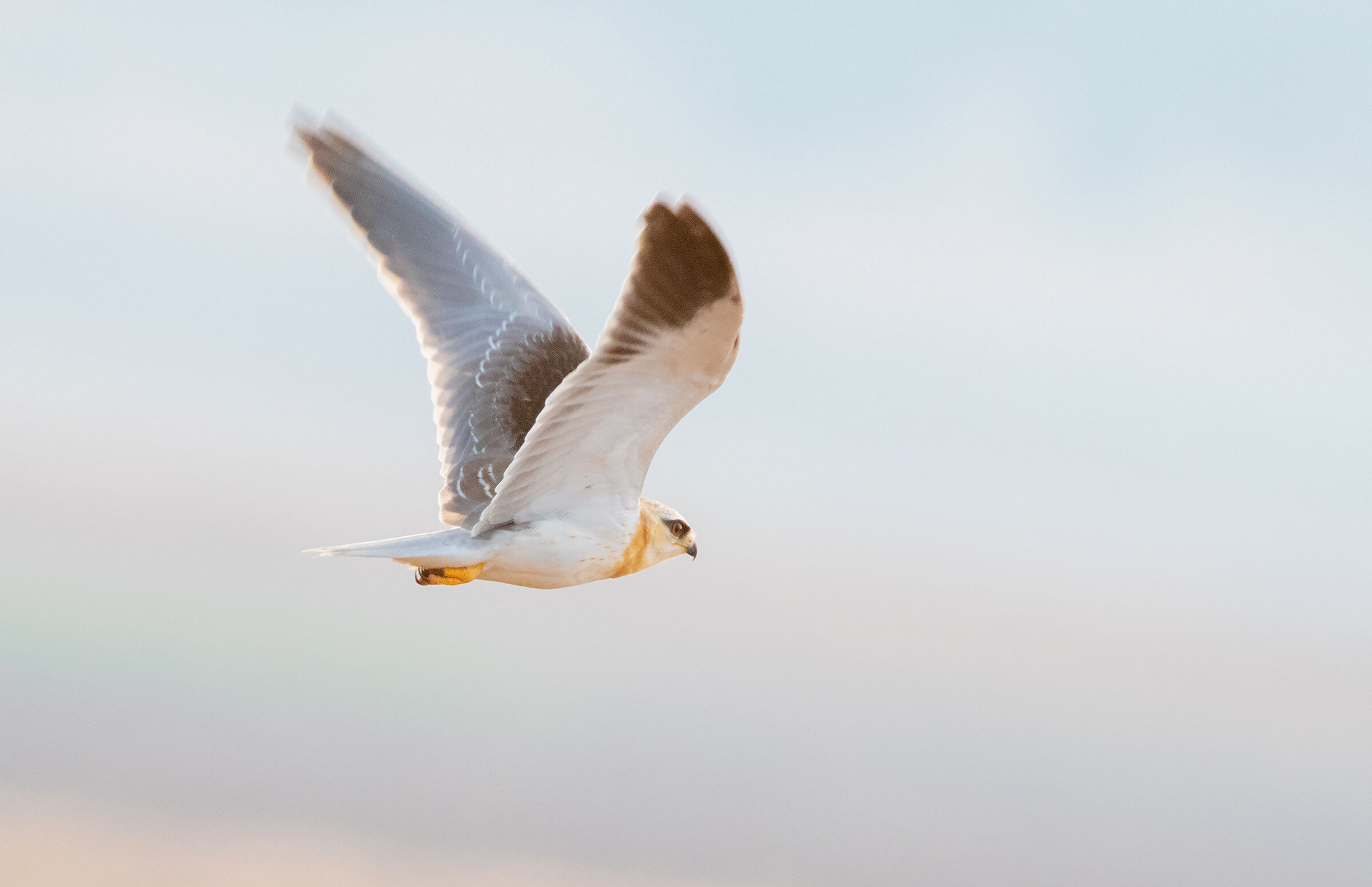 aquilone nero spalle