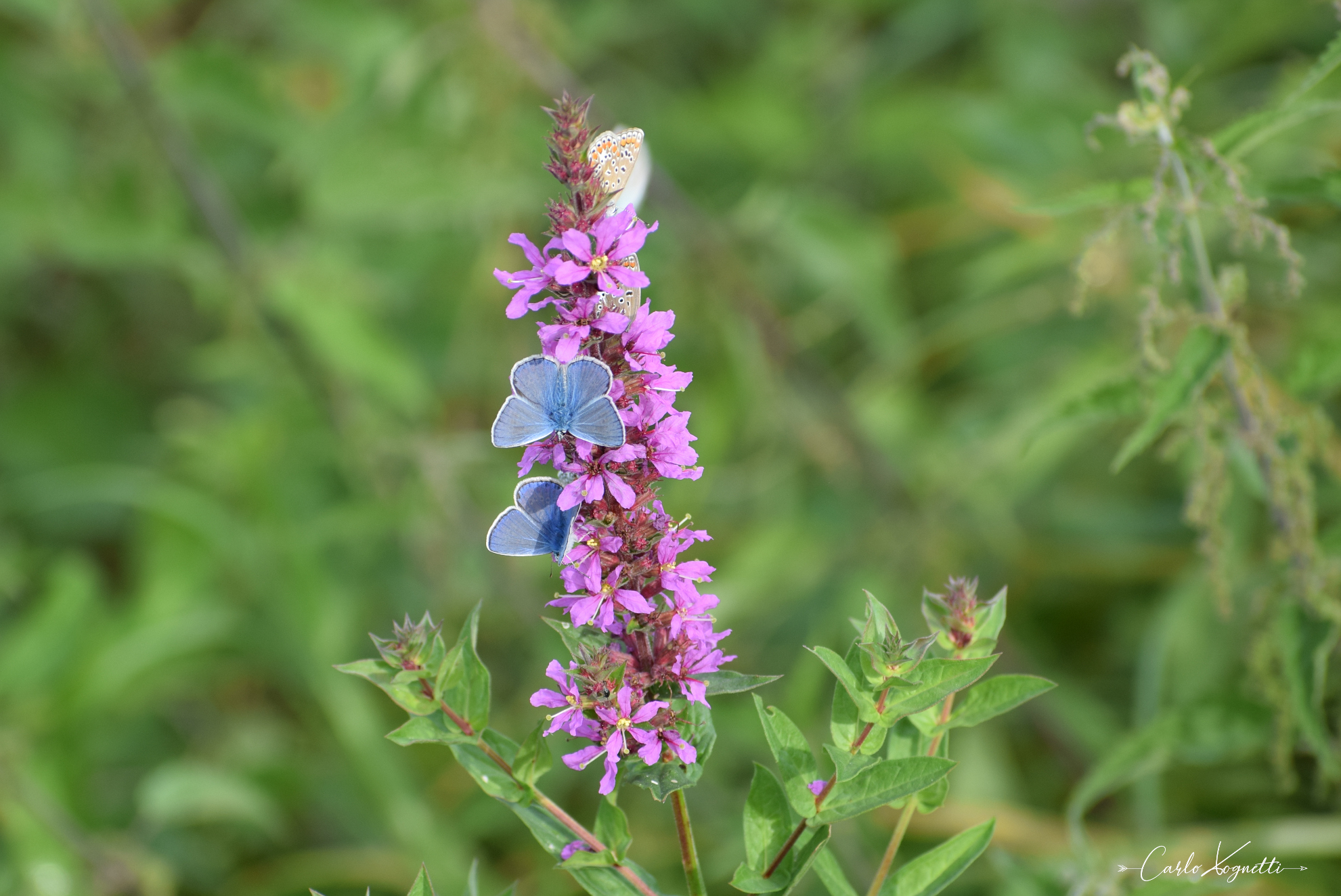 ultimi fiori dell'estate