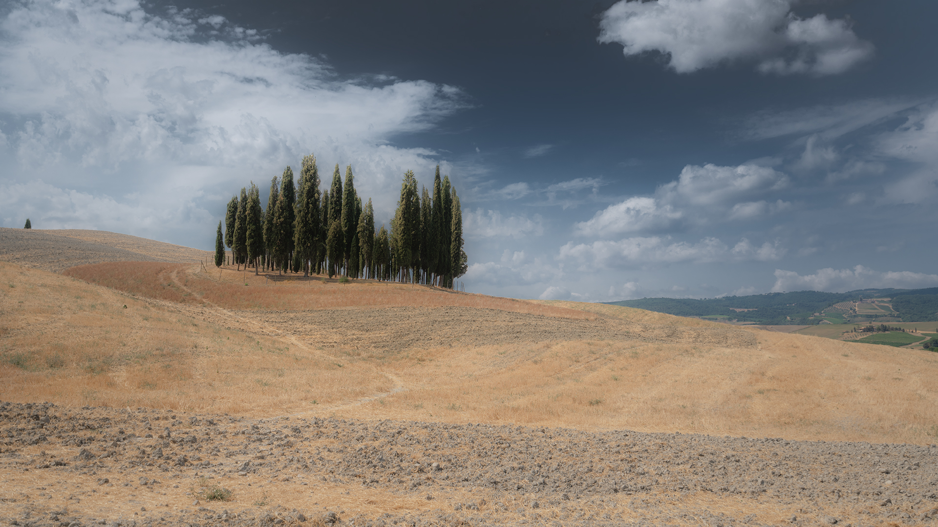 Cipressini di San Quirico