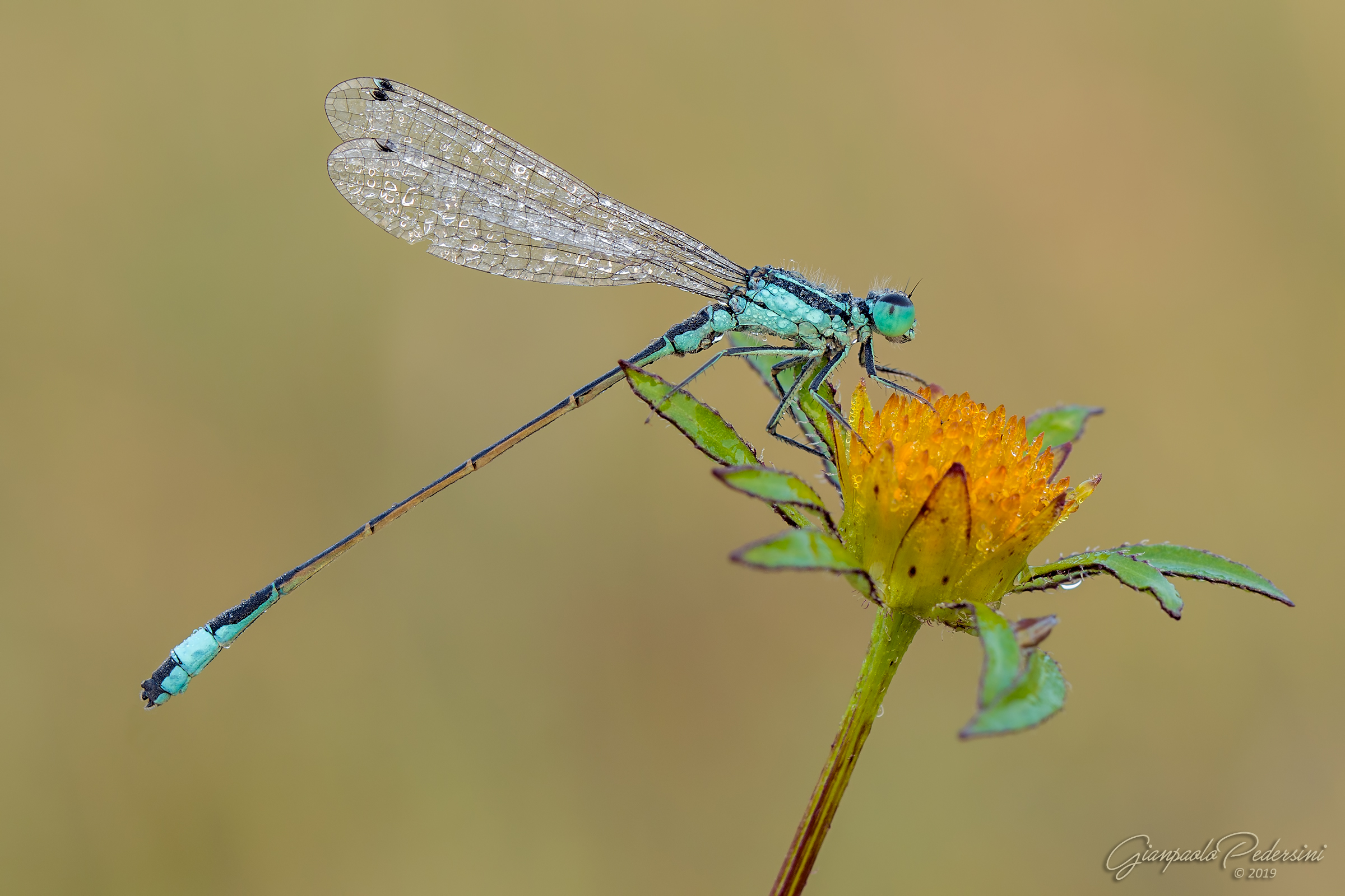 Ischnura elegans - maschio