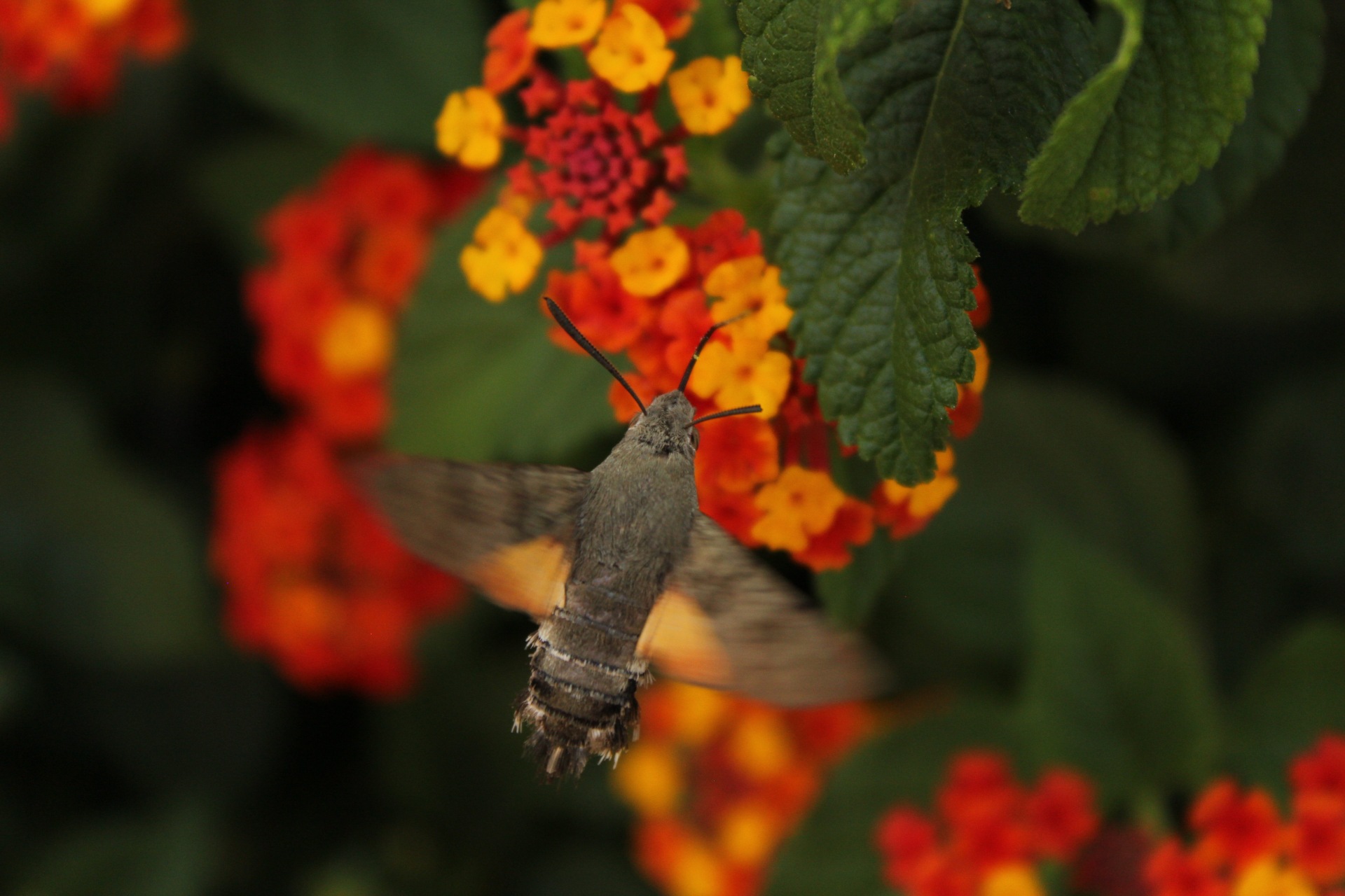 Sphinx of the galium on Lantana.