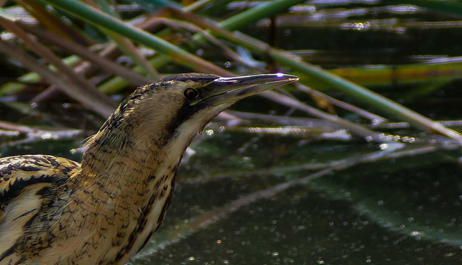 Bittern
