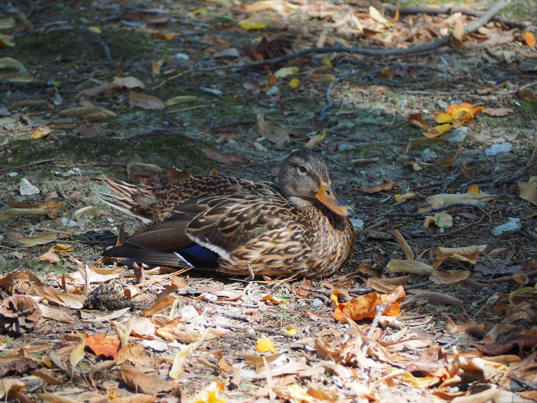 Relaxation on the attention