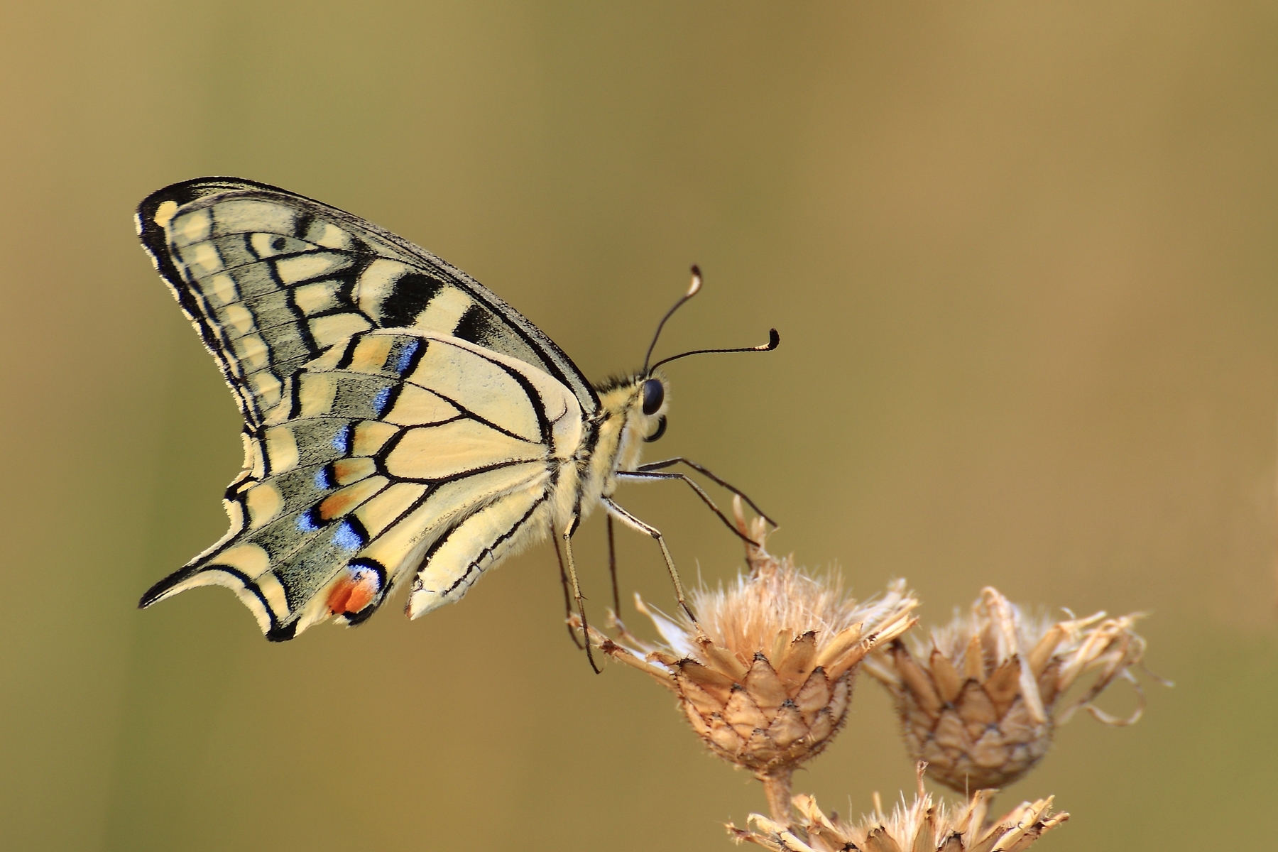 Papilio machaon