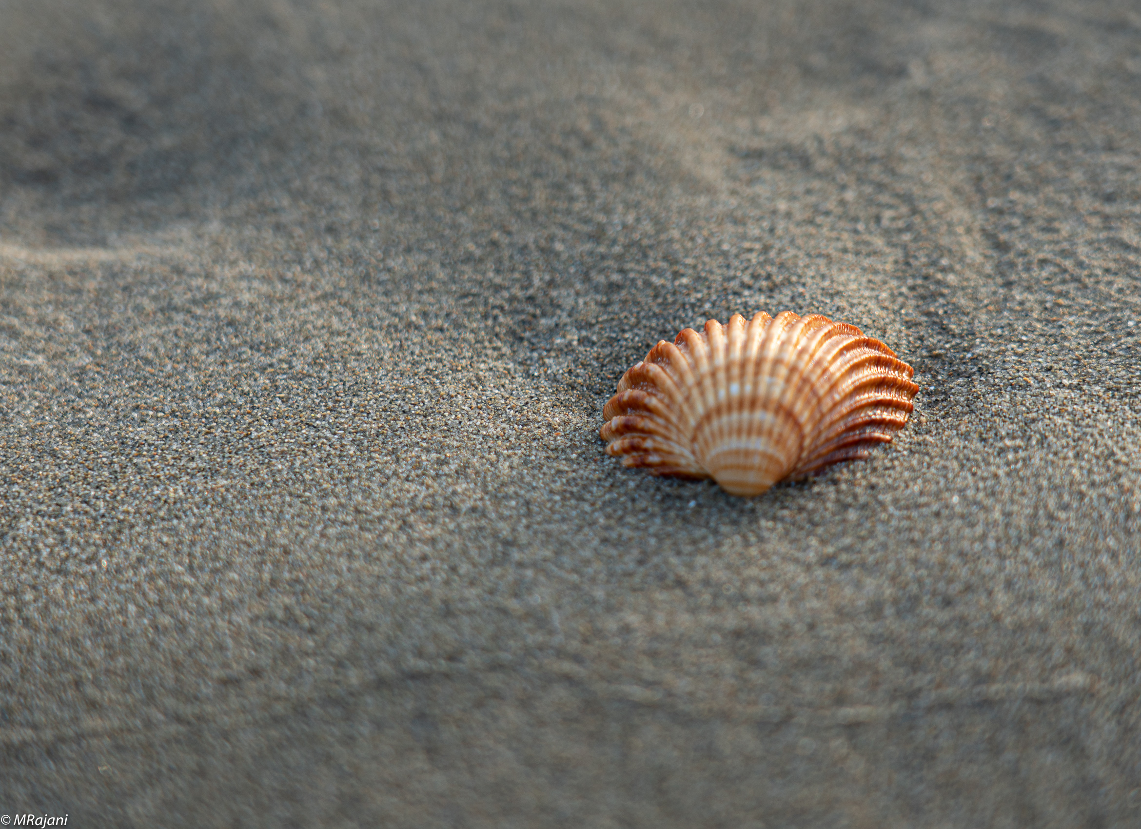 profondità di campo