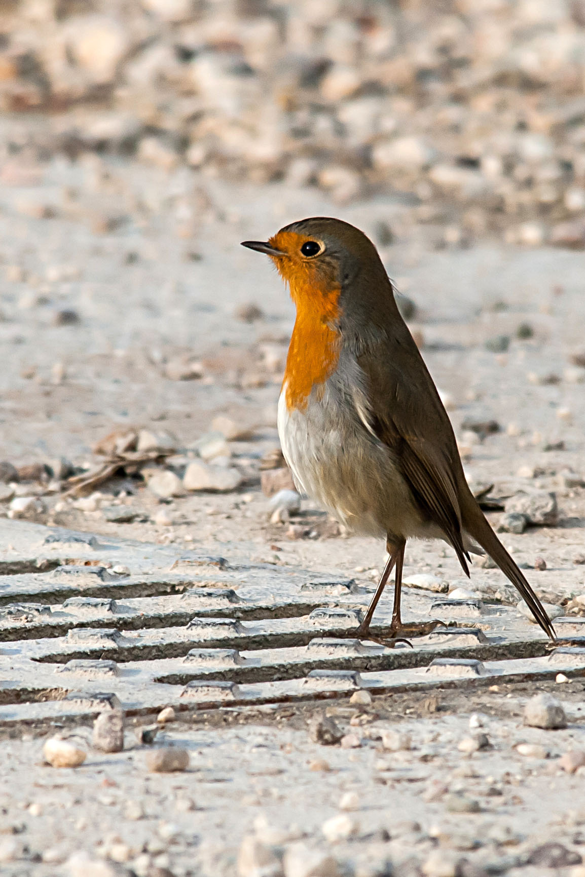 Piccola Vedetta Lombarda