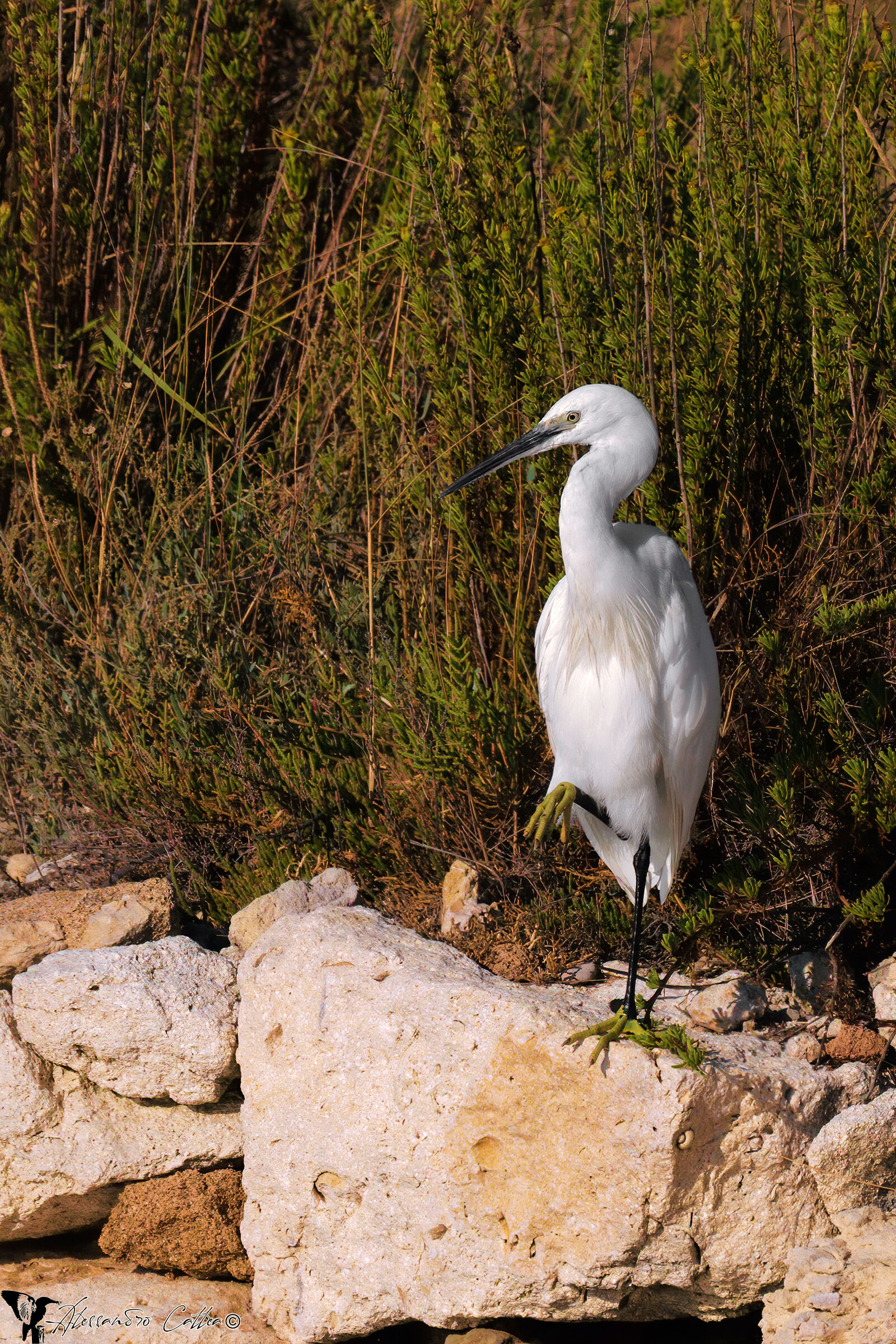 Karate Kid "Miyagi Do Karate"