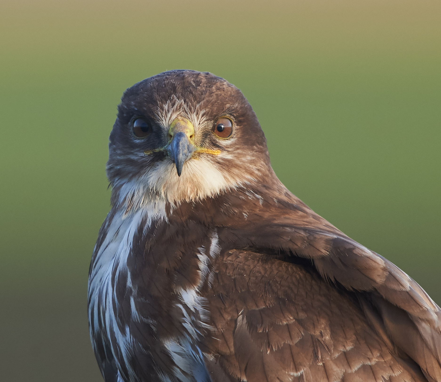 Cross-eyed European Common Buzzard