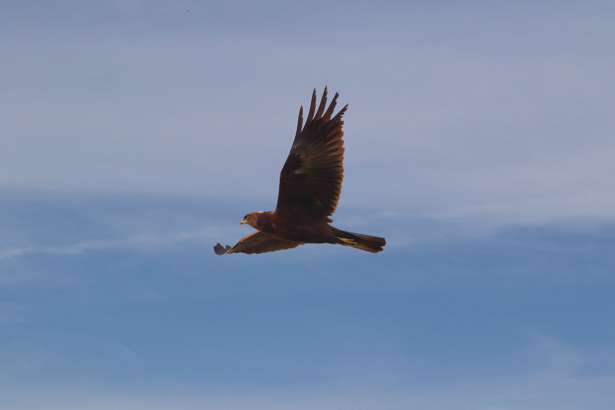 Marsh Hawk