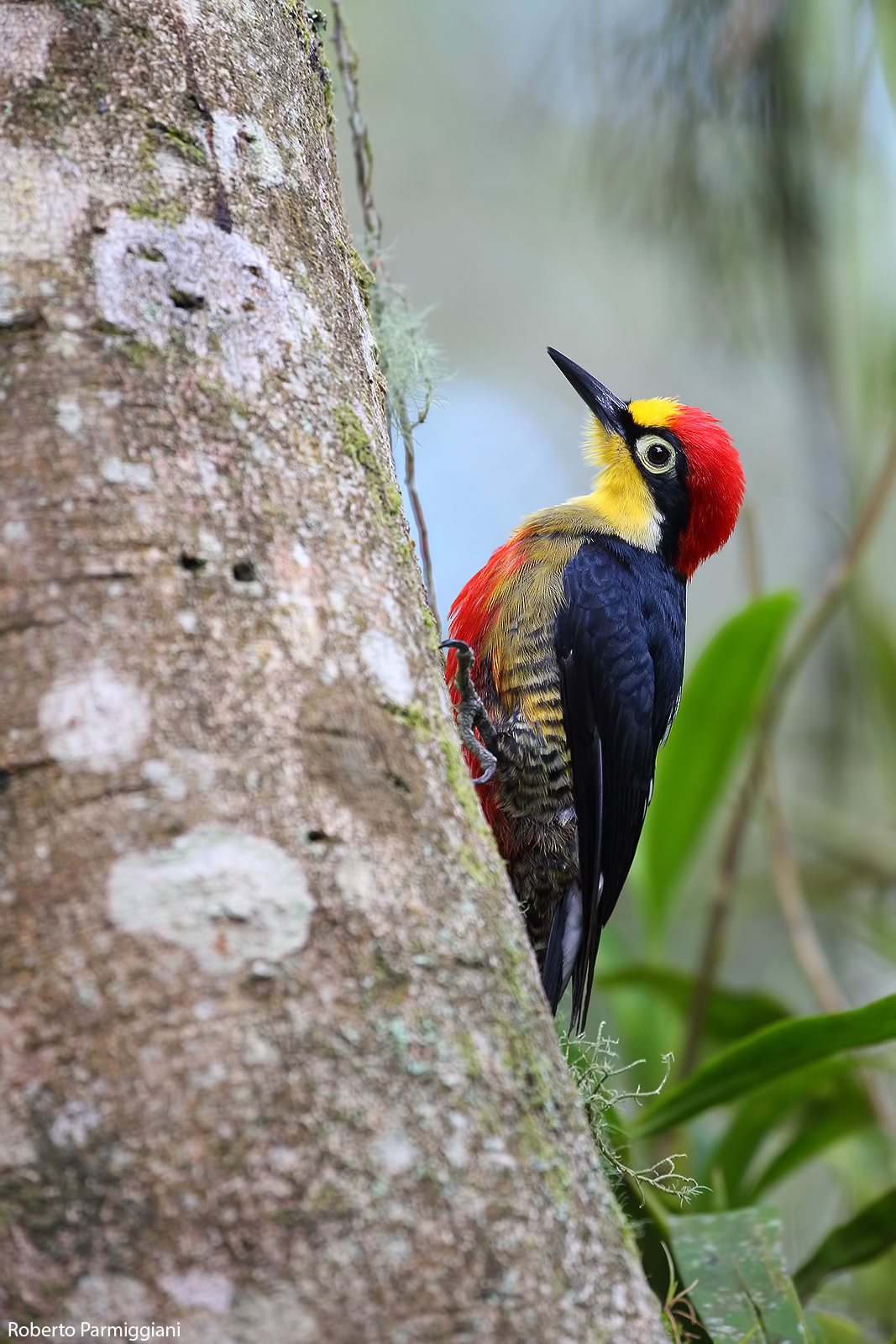 Yellow forest-fronted woodpecker