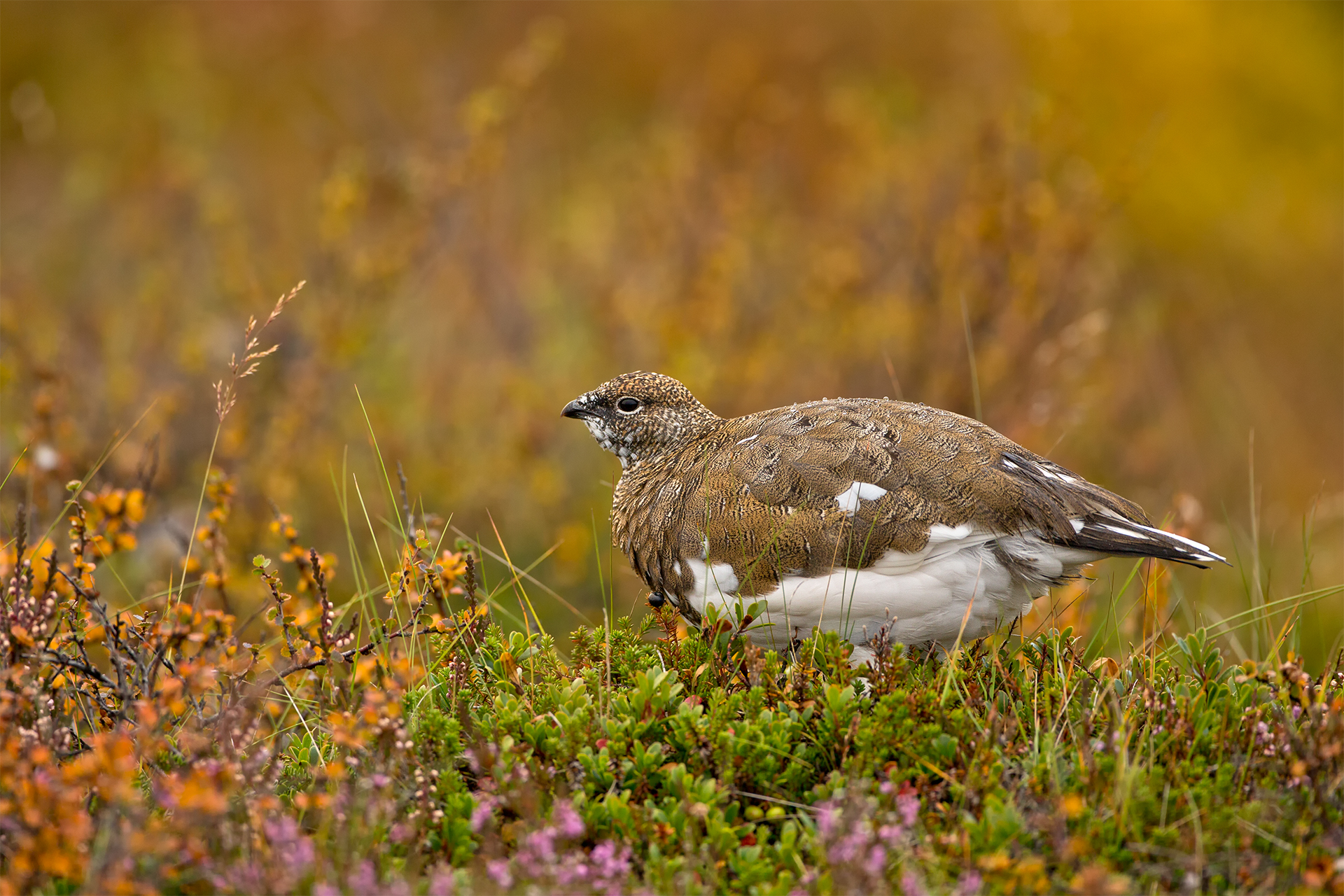 Lagopus muta (Rock ptarmigan)