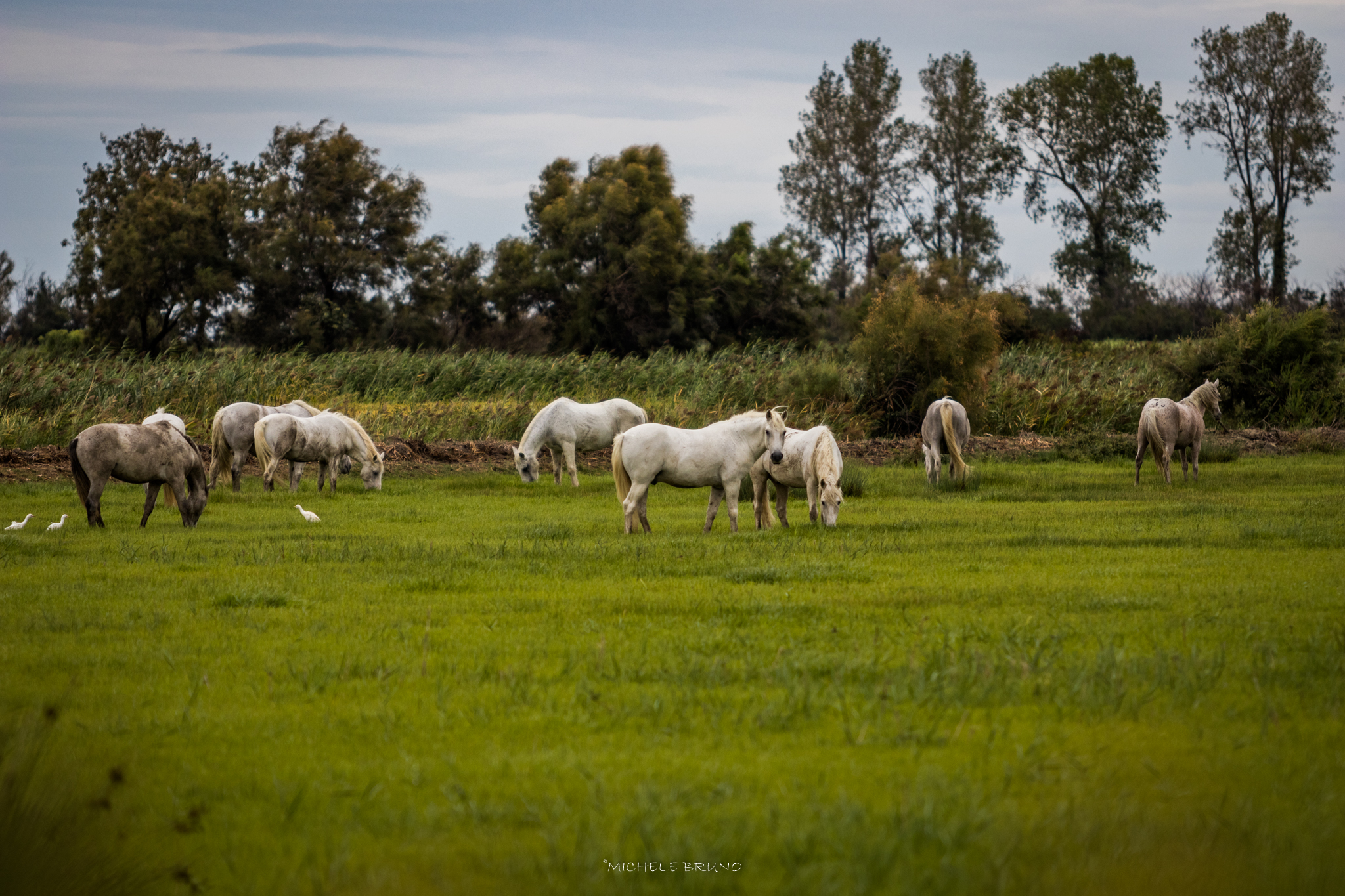 Freedom in Camargue 1