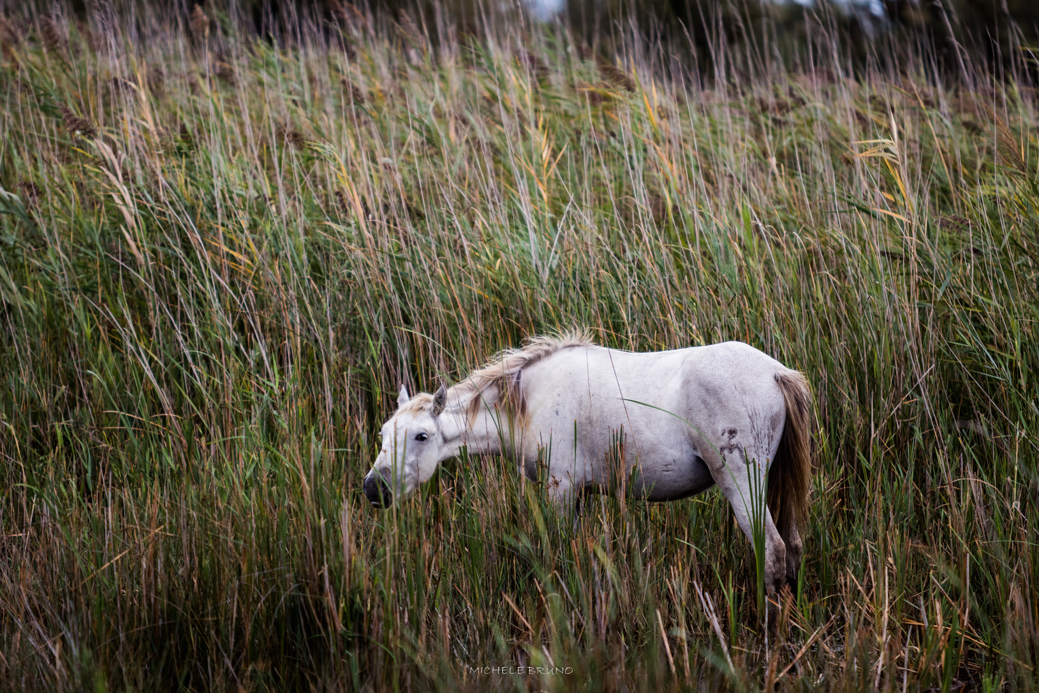 Freedom in Camargue 2