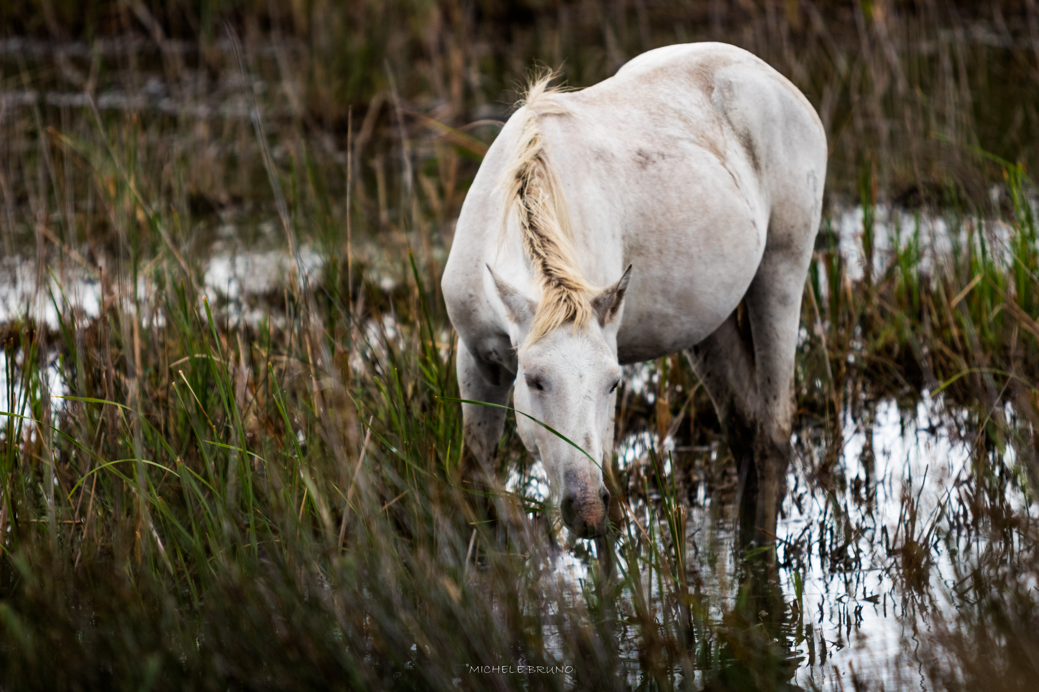 Freedom in Camargue 3