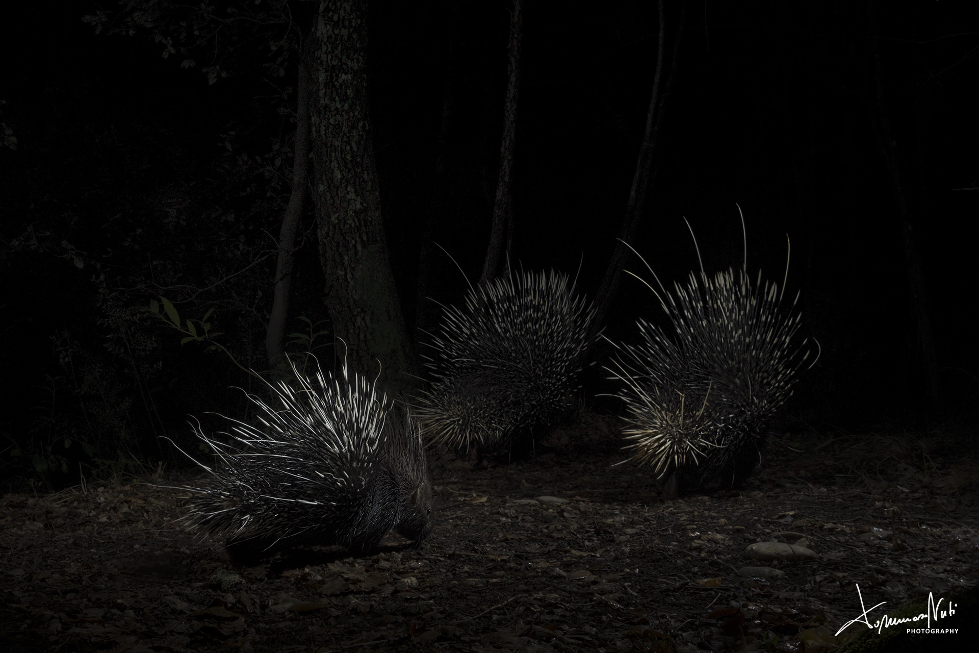 In una notte di inizio Marzo