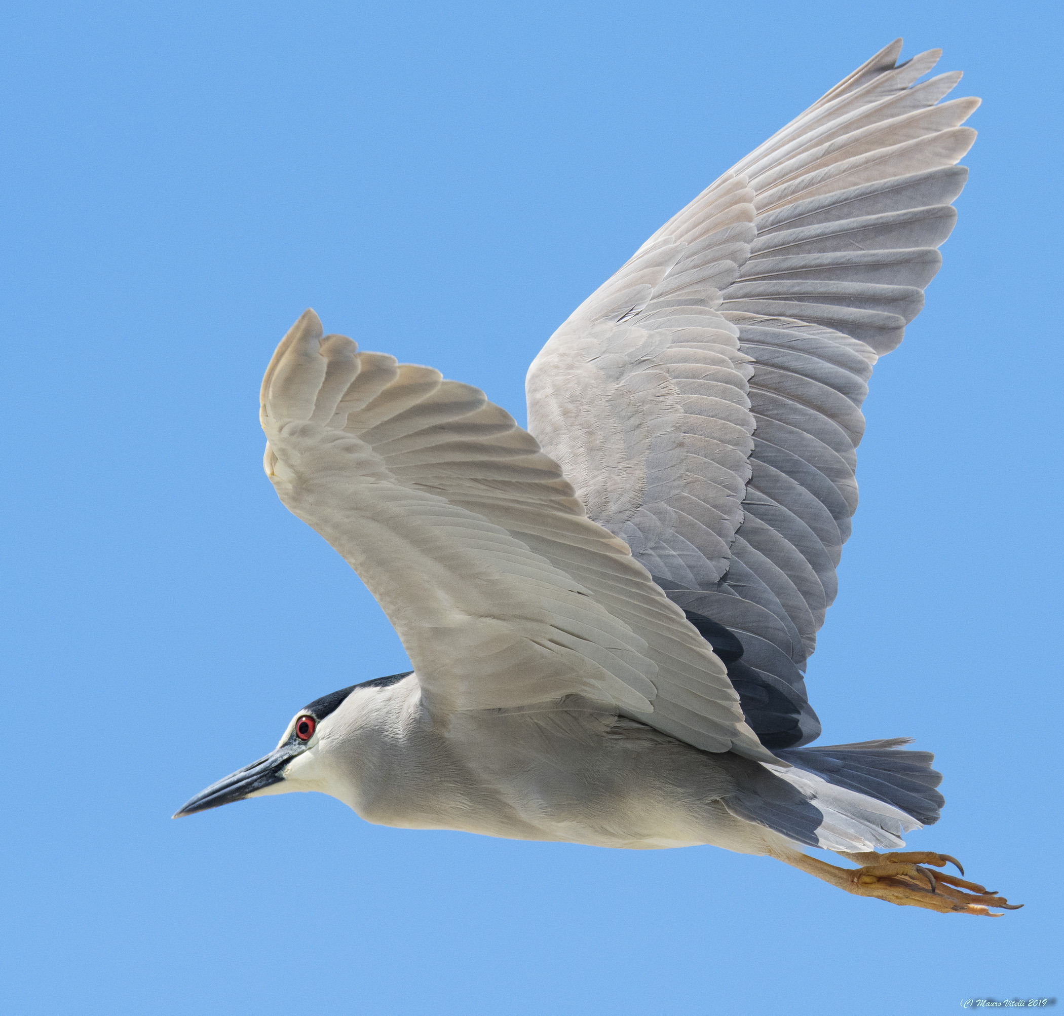 Nitticora (Nycticorax nycticorax)