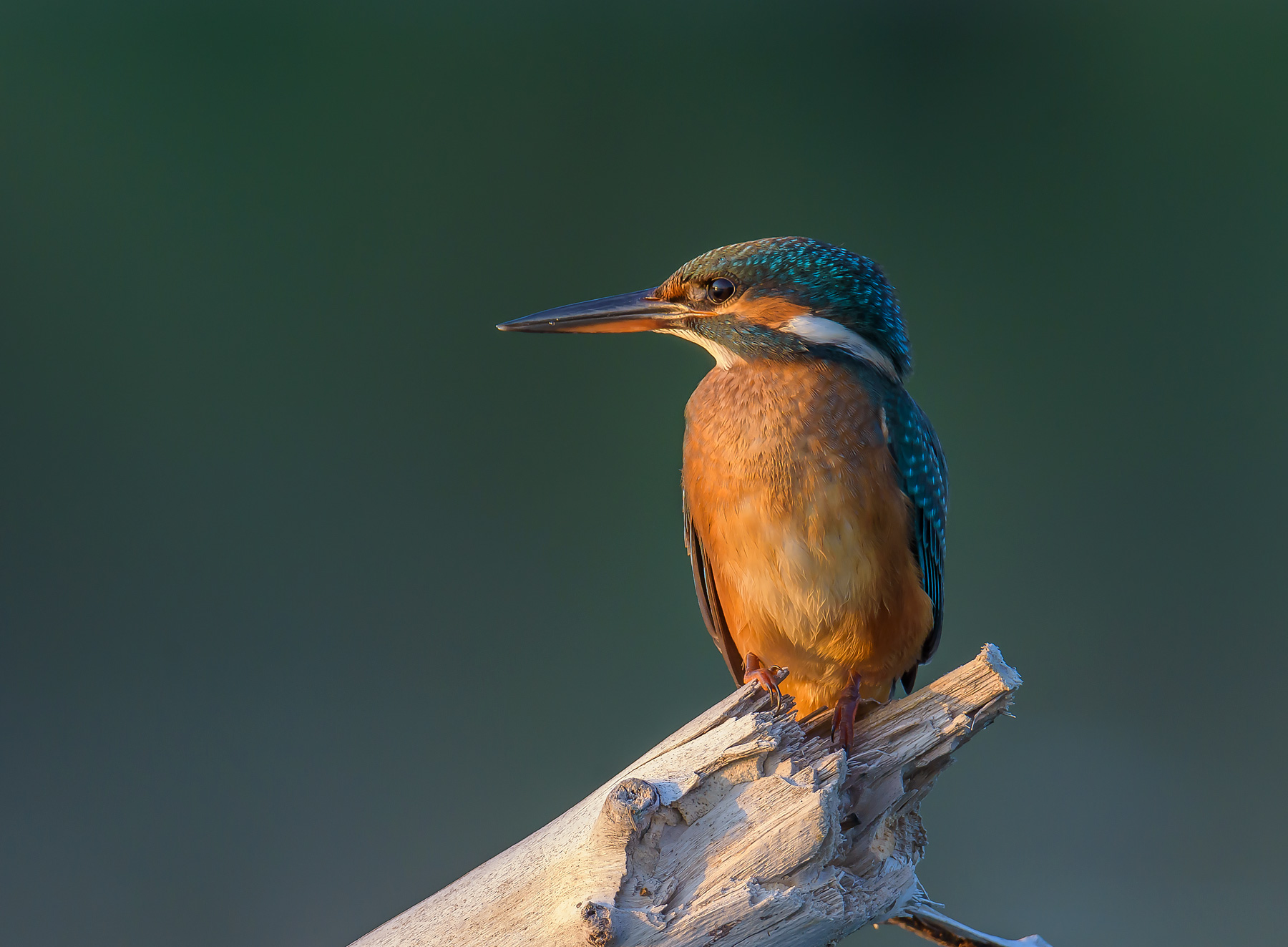 Kingfisher
