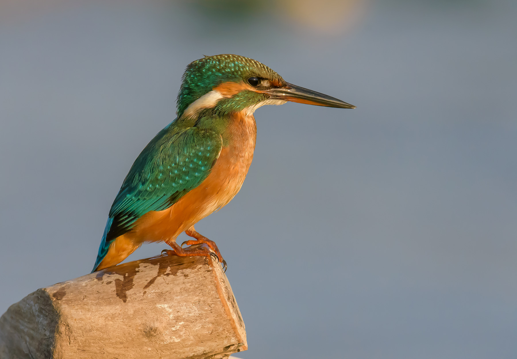 Kingfisher