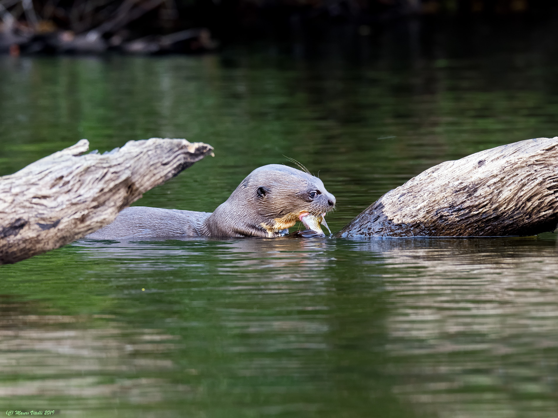 Giant otter (Lake Sandoval) Peru