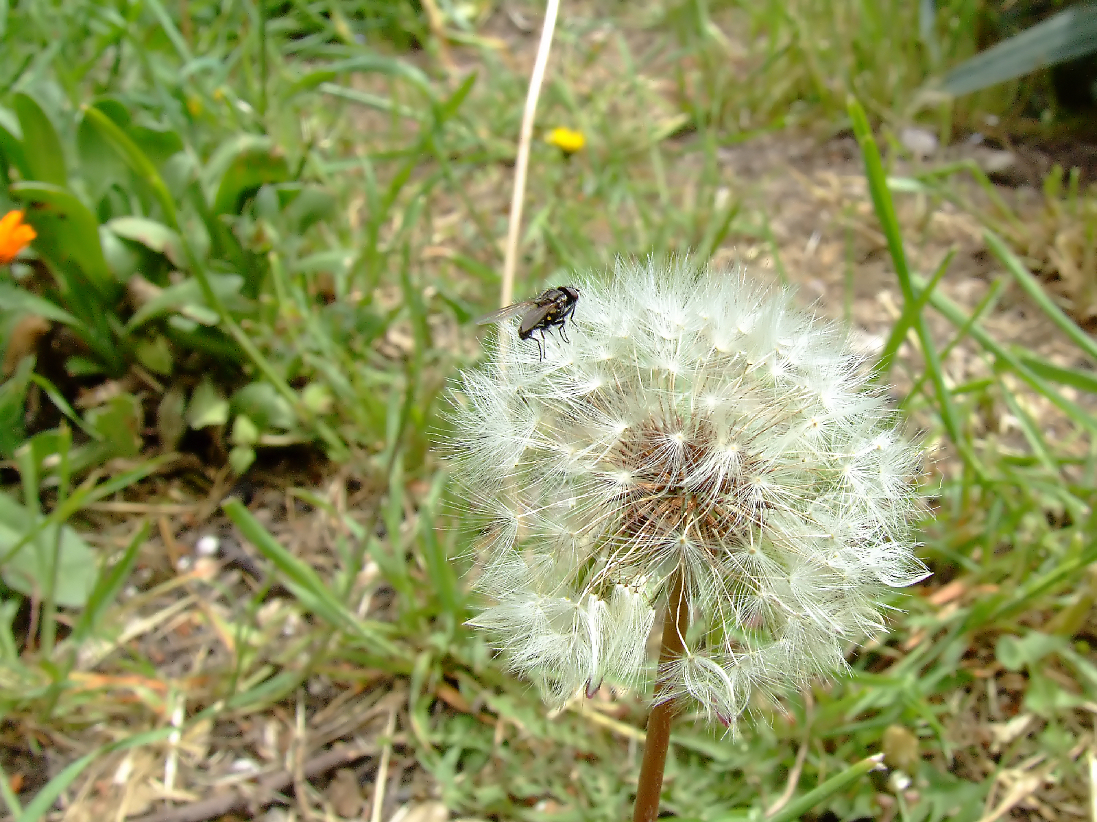 Dandelion and fly