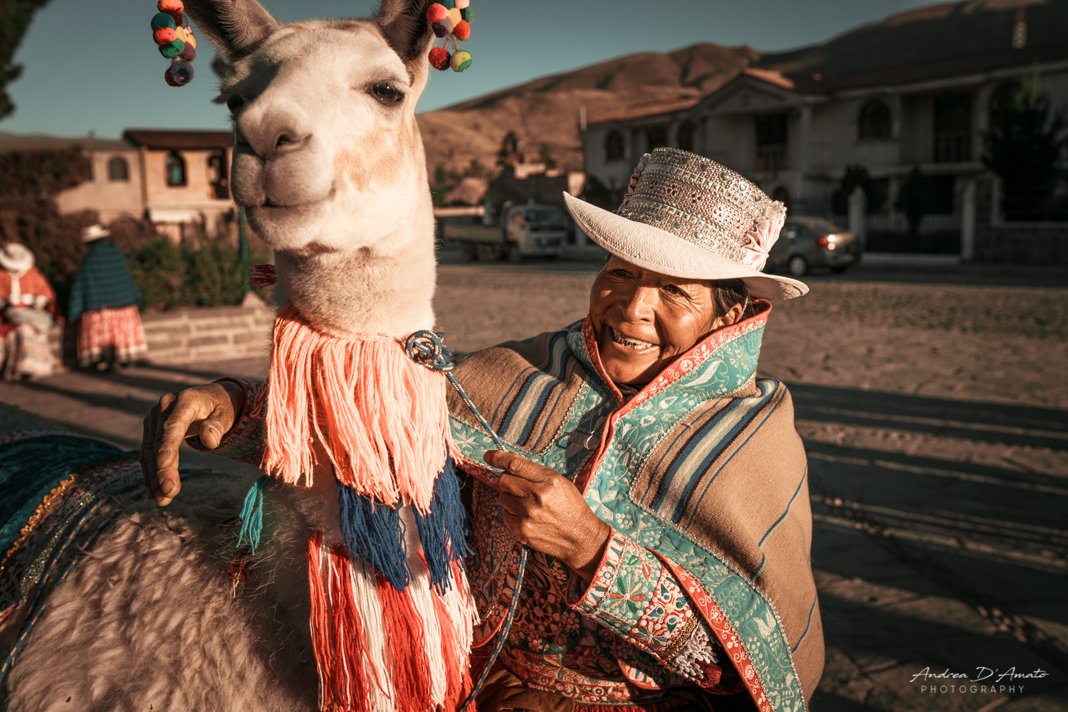 Lama domestico