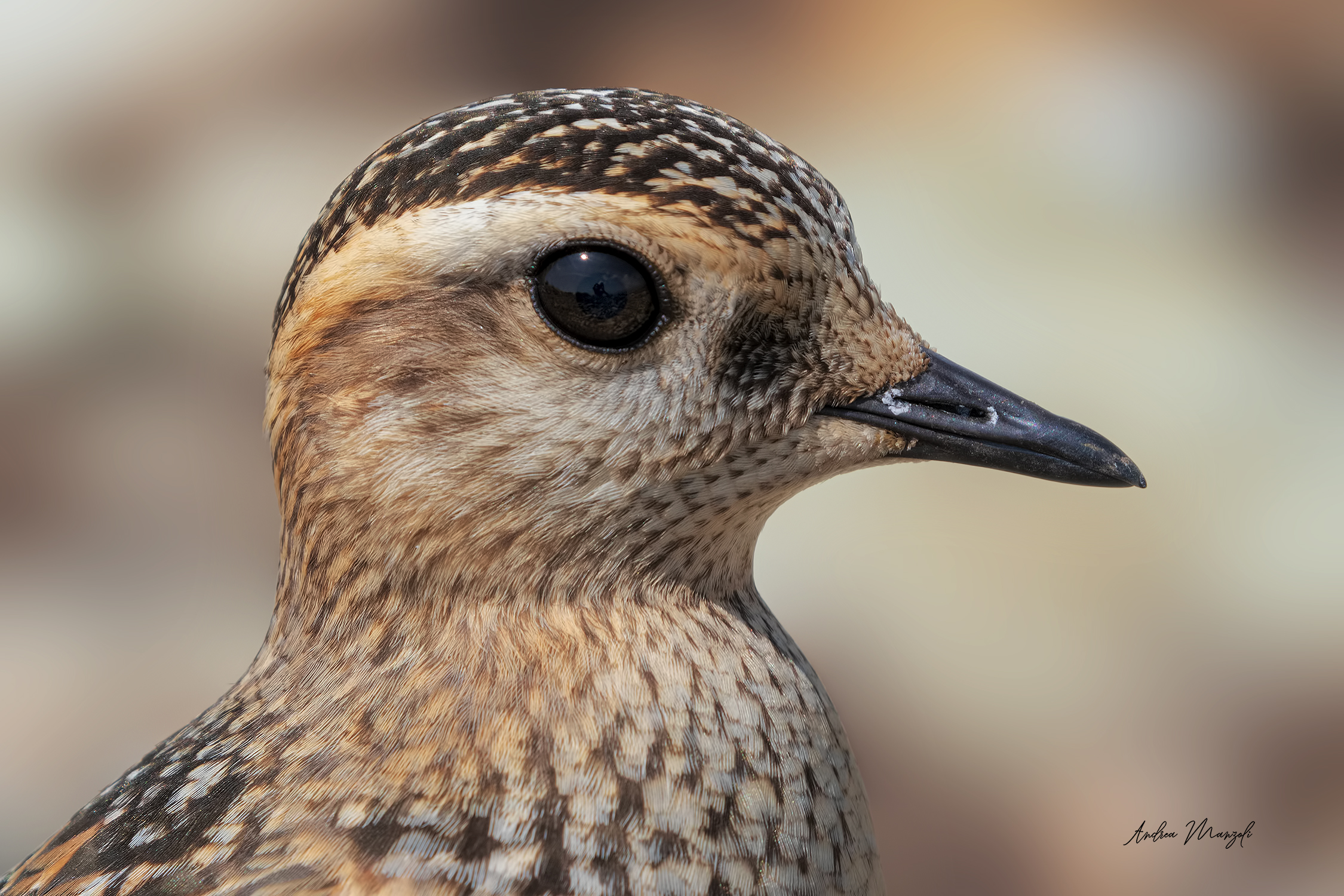 Ritrattino al Tortolino