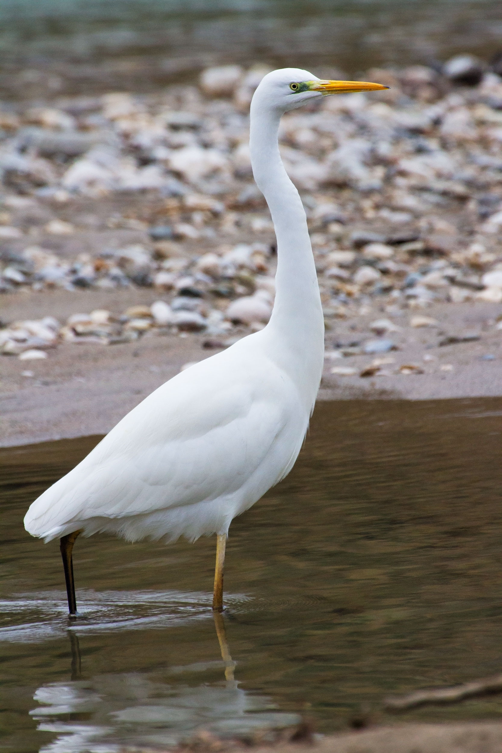 White Heron
