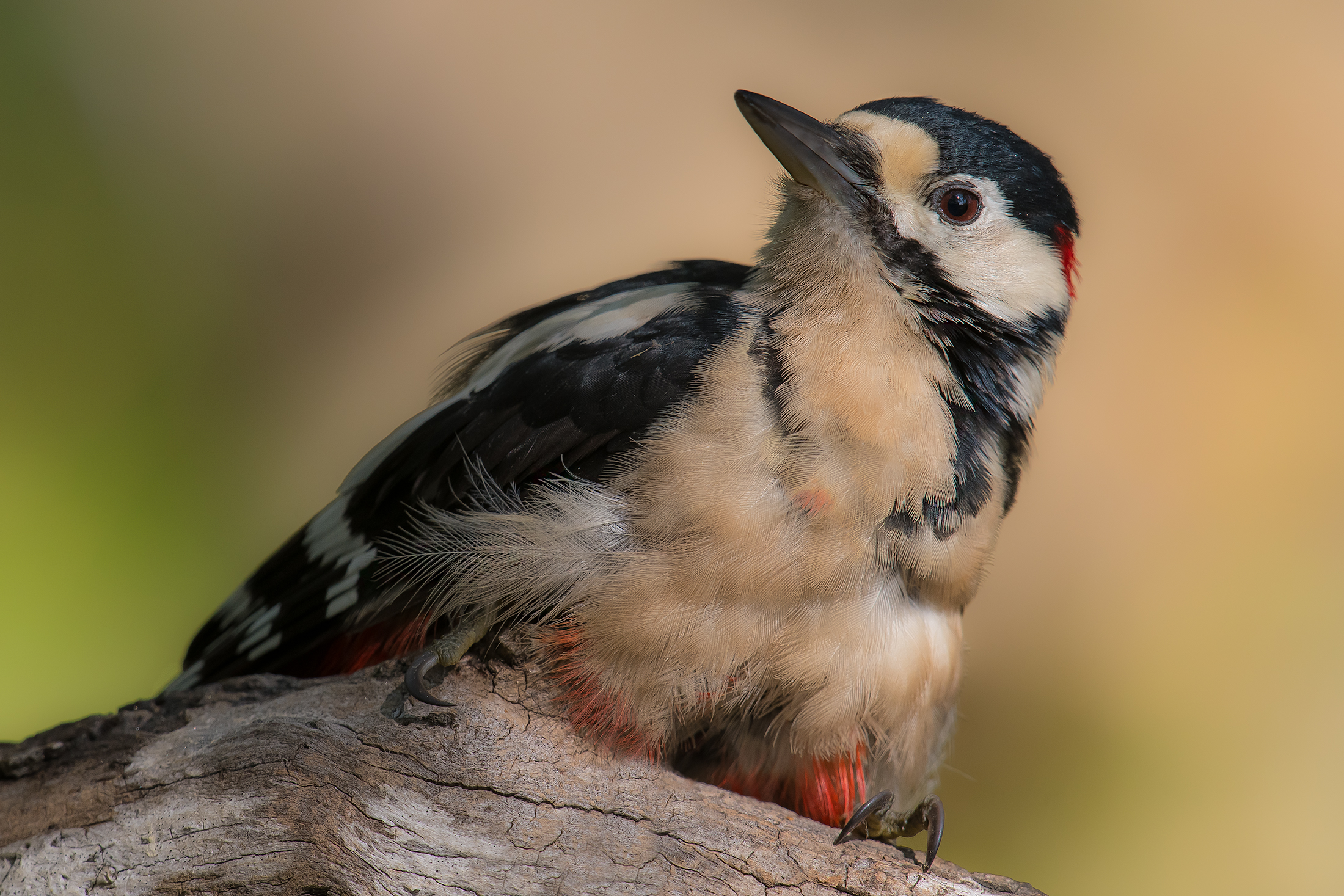 major red woodpecker