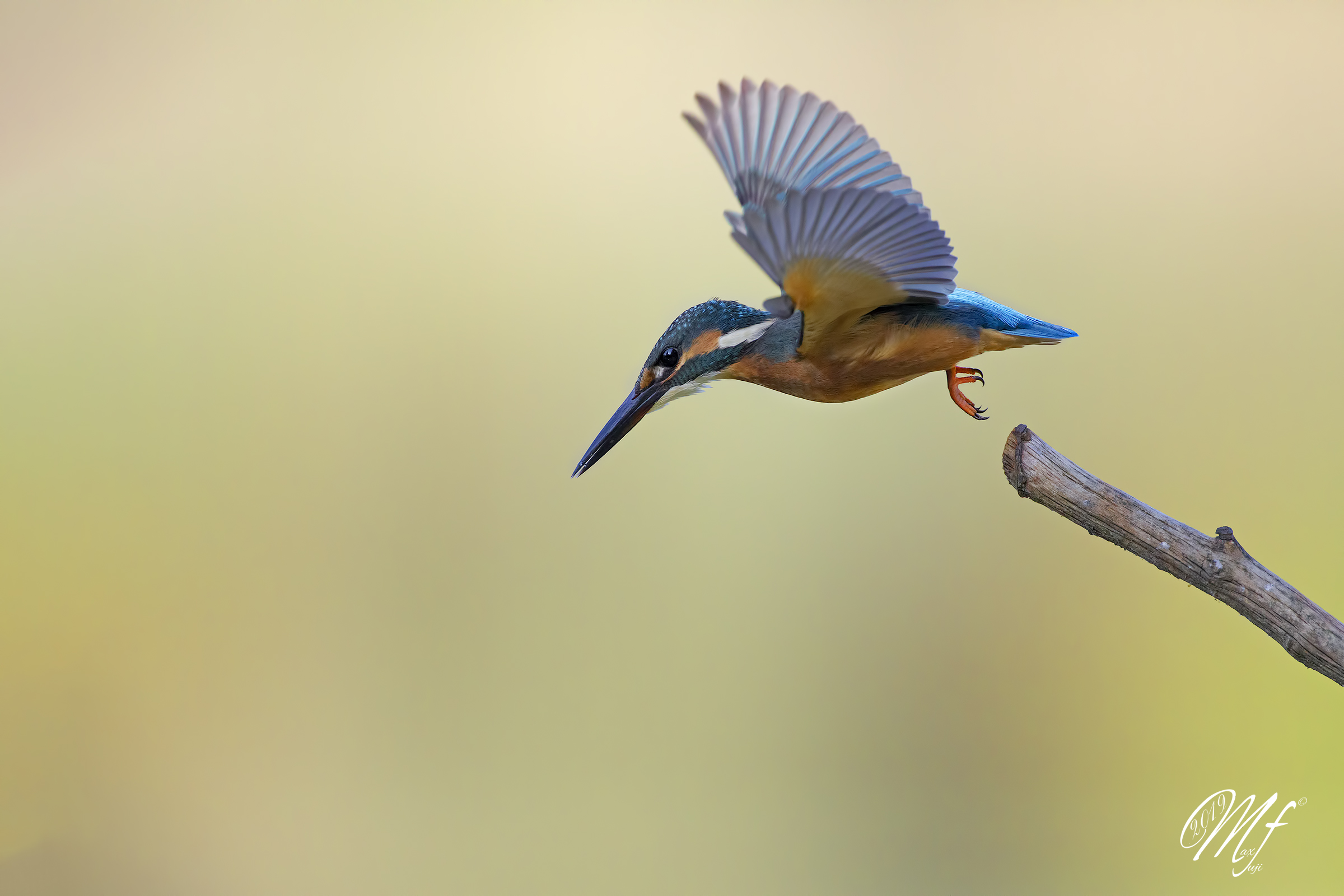 Kingfisher