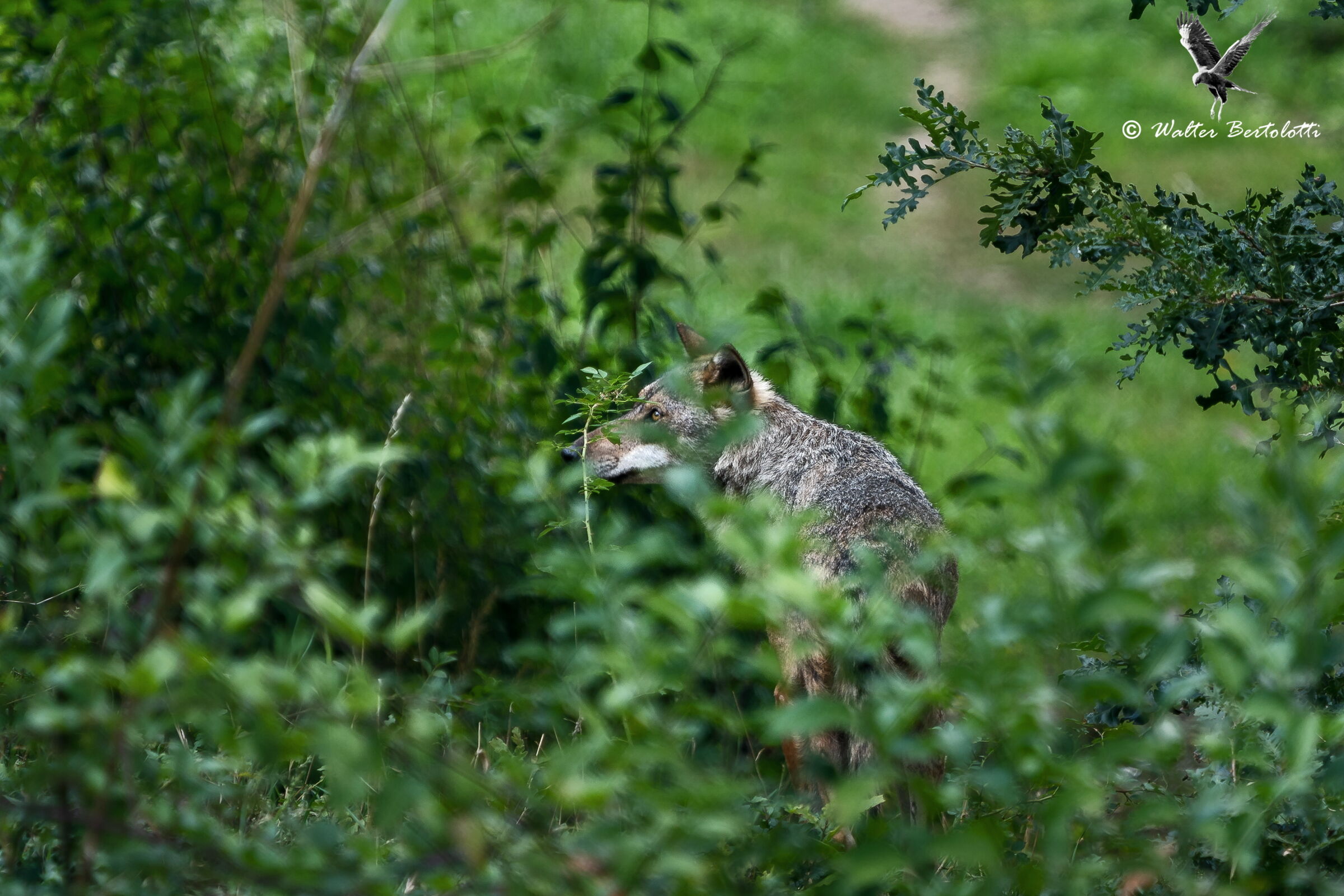 elusivo sempre e comunque