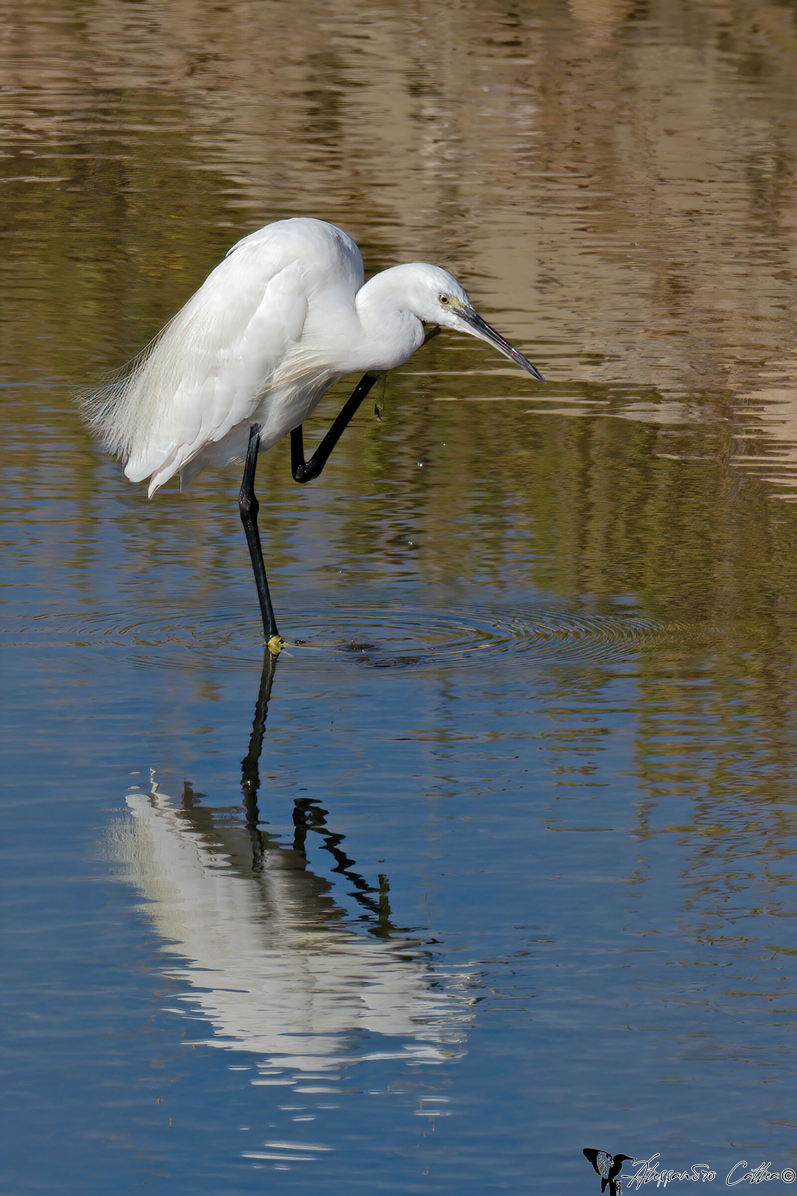 Pronto cara! come dici? è pronto il pranzo? Arriiivoo...
