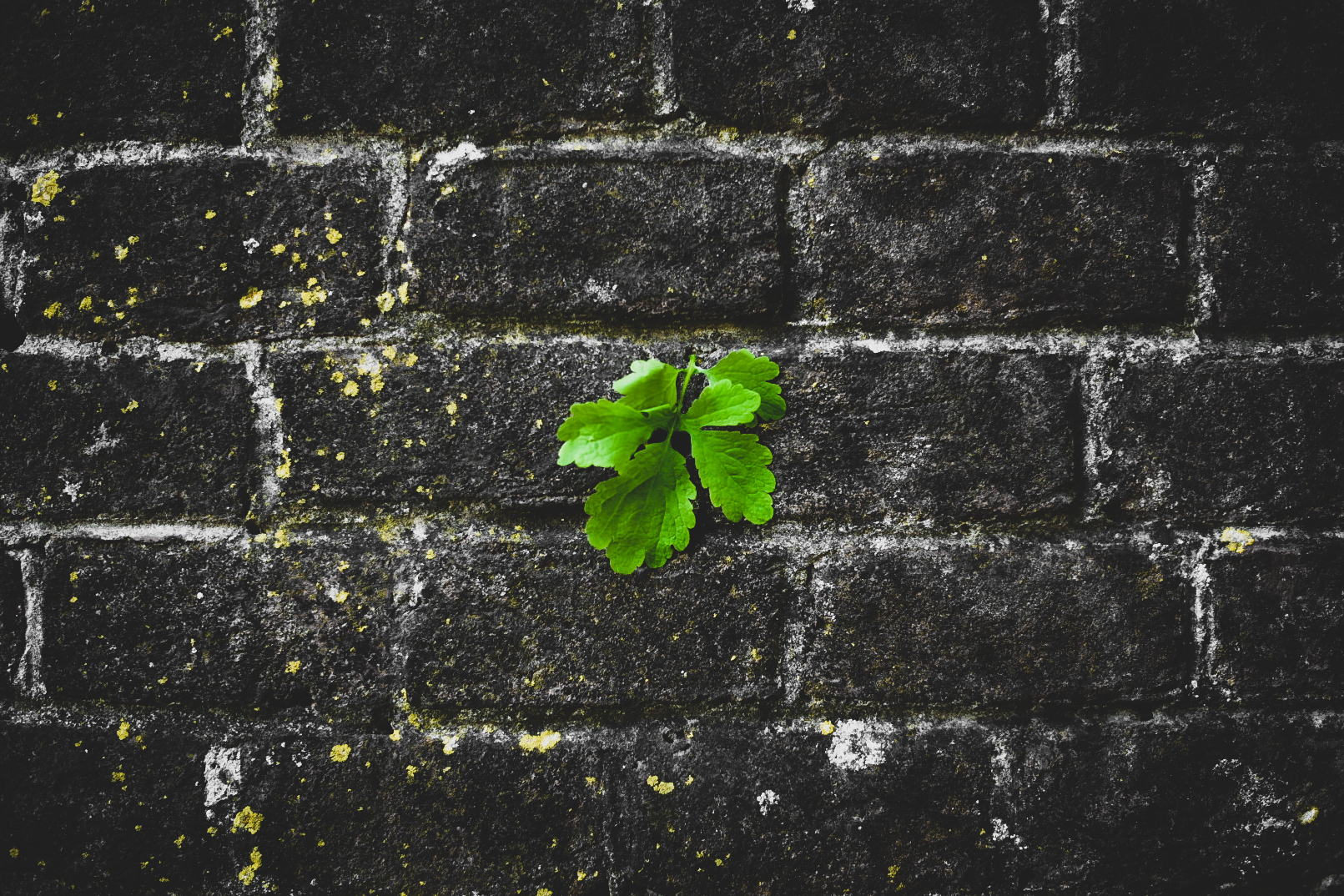 Green hope