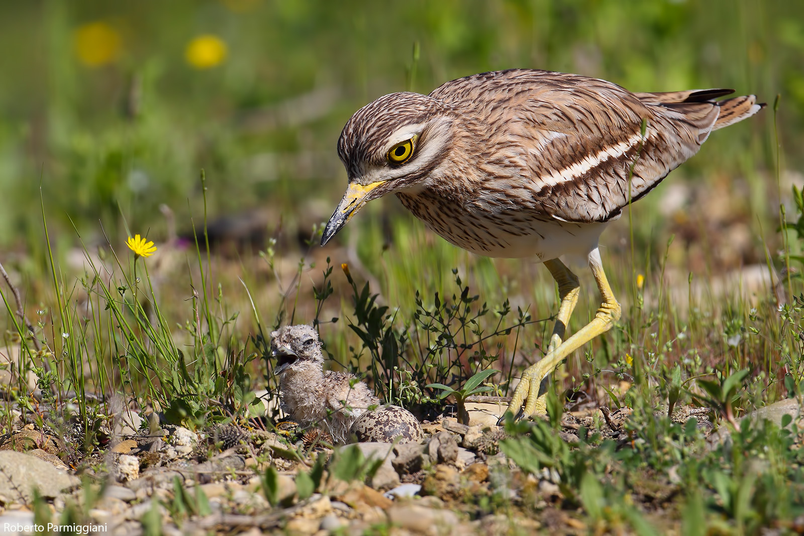 Eye and parental care