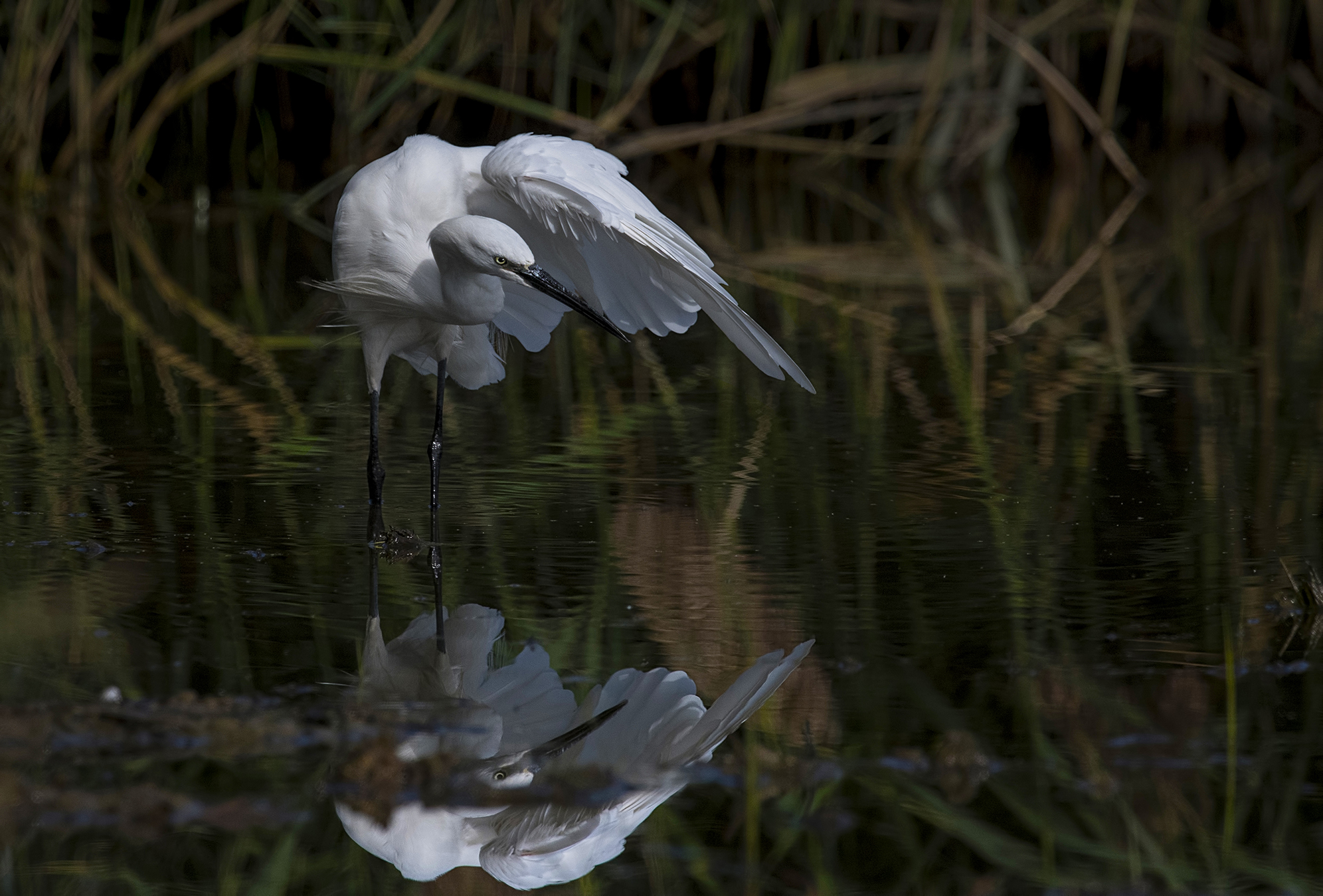 egrets
