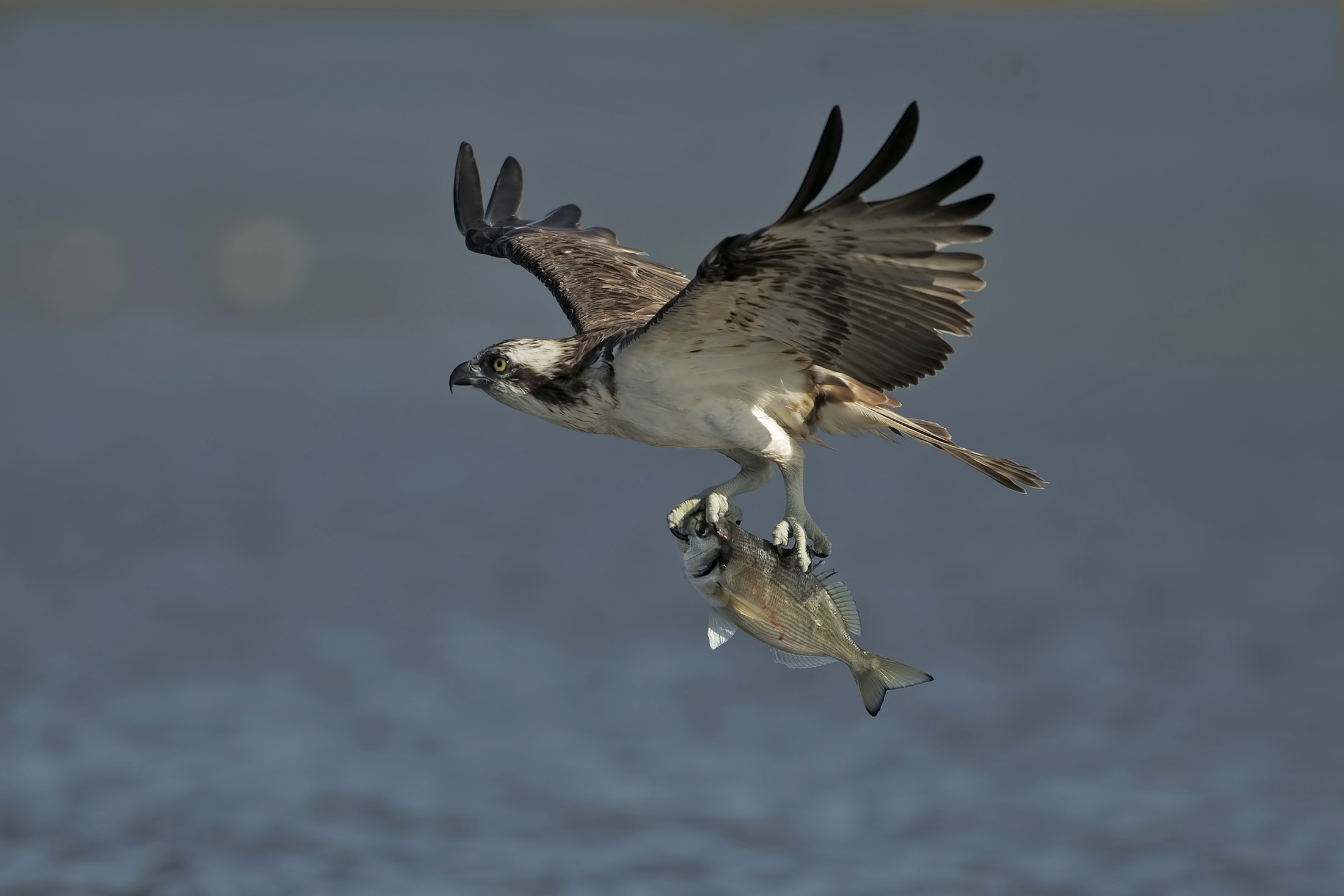 Falco Pescatore con orata