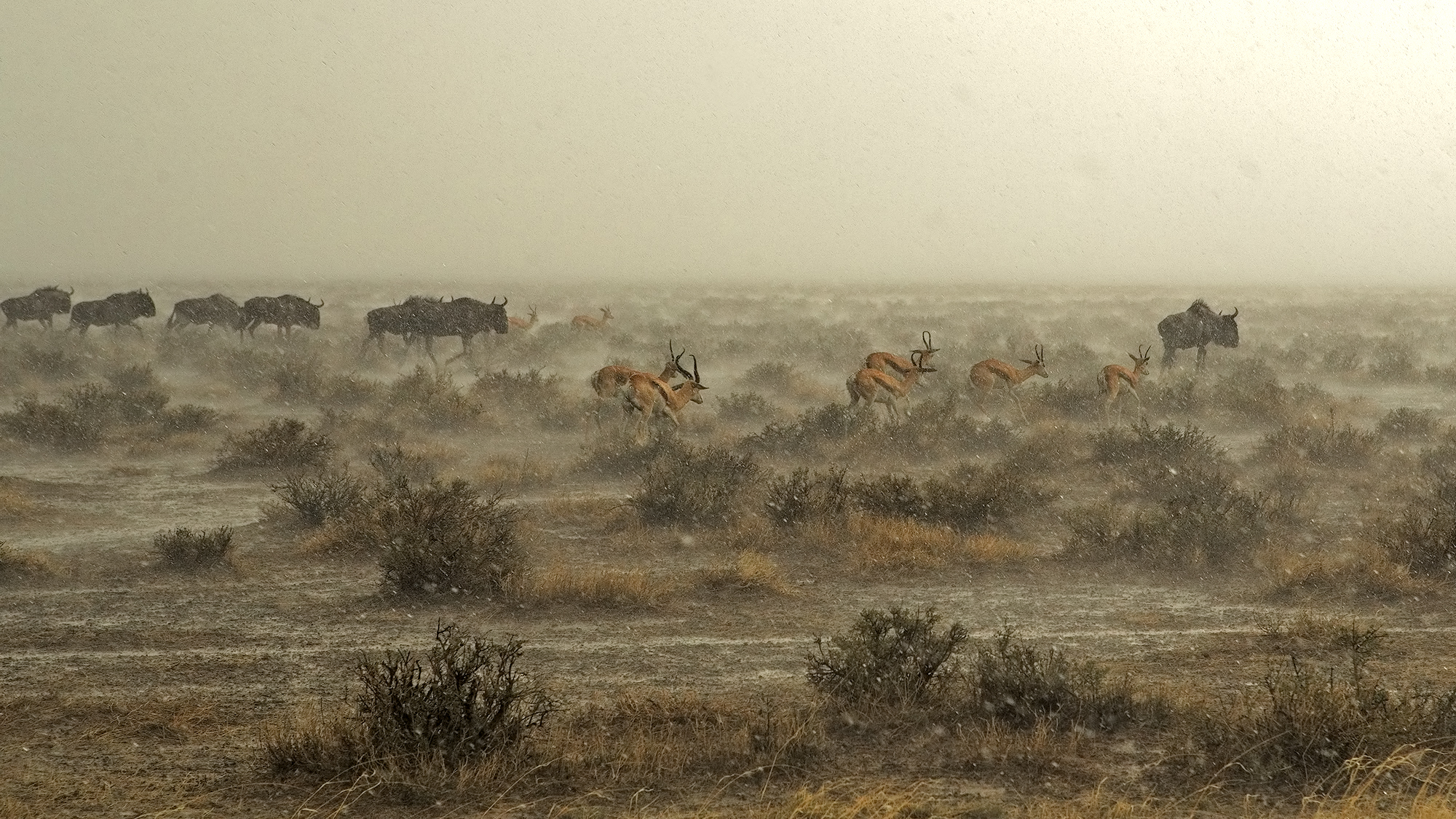 Escape into the Storm