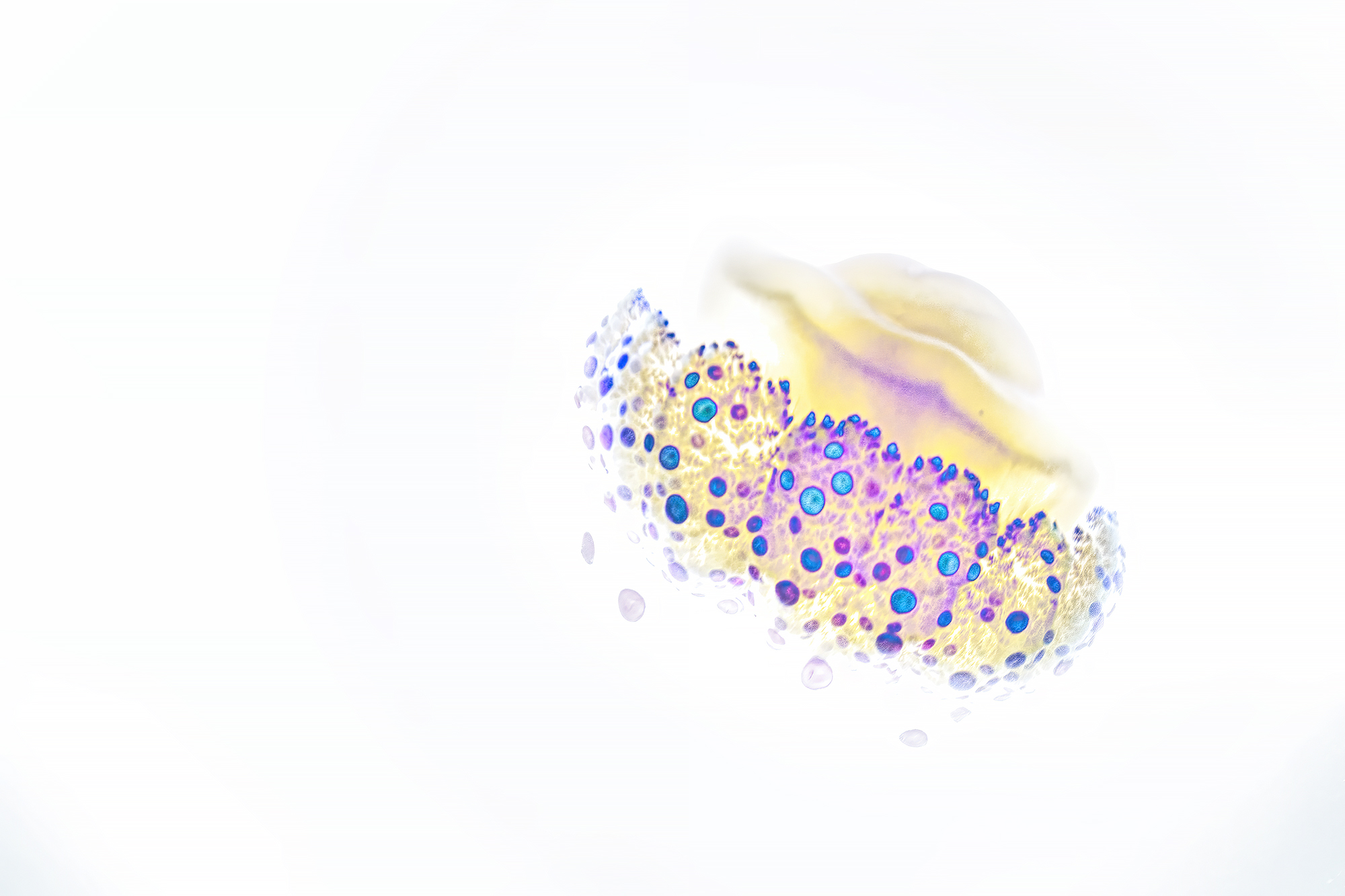 Cotylorhiza tuberculated