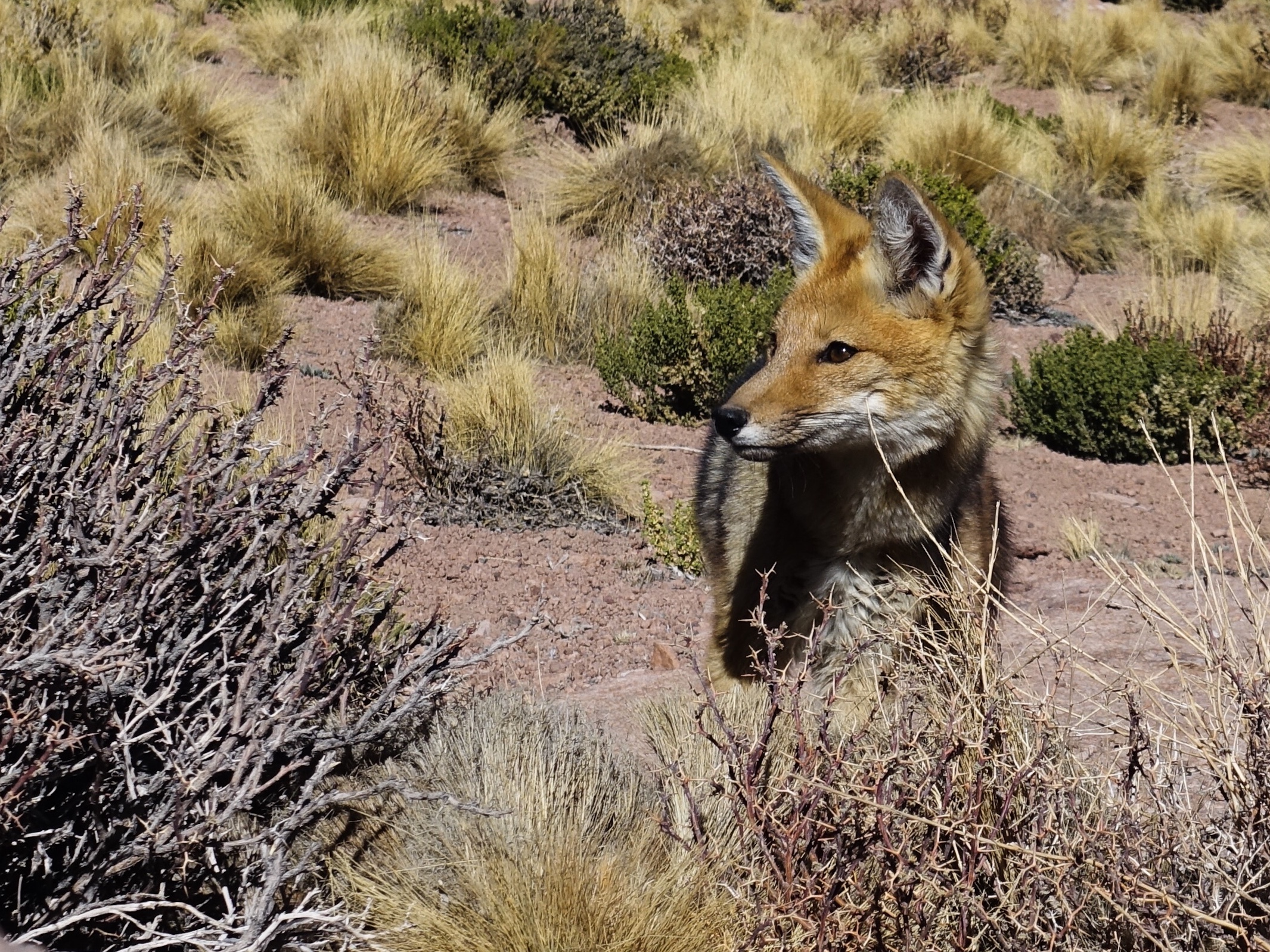 Volpe del deserto (Atacama)