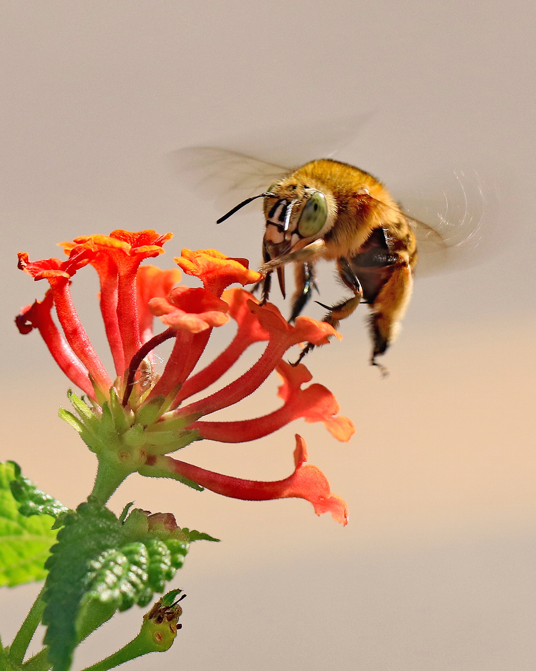Bombo su fiore - Liguria 2019