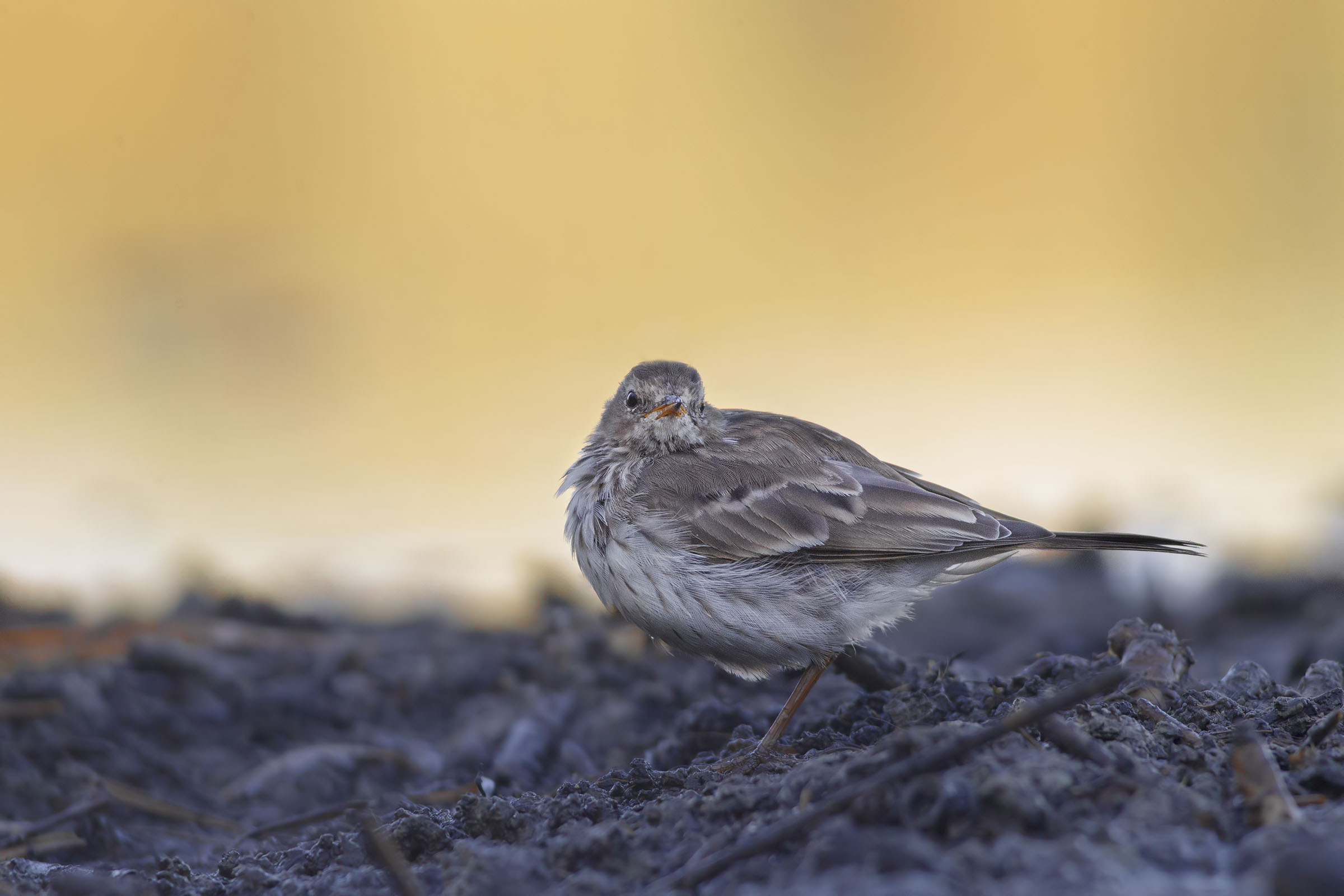 Pispola or Spioncello?