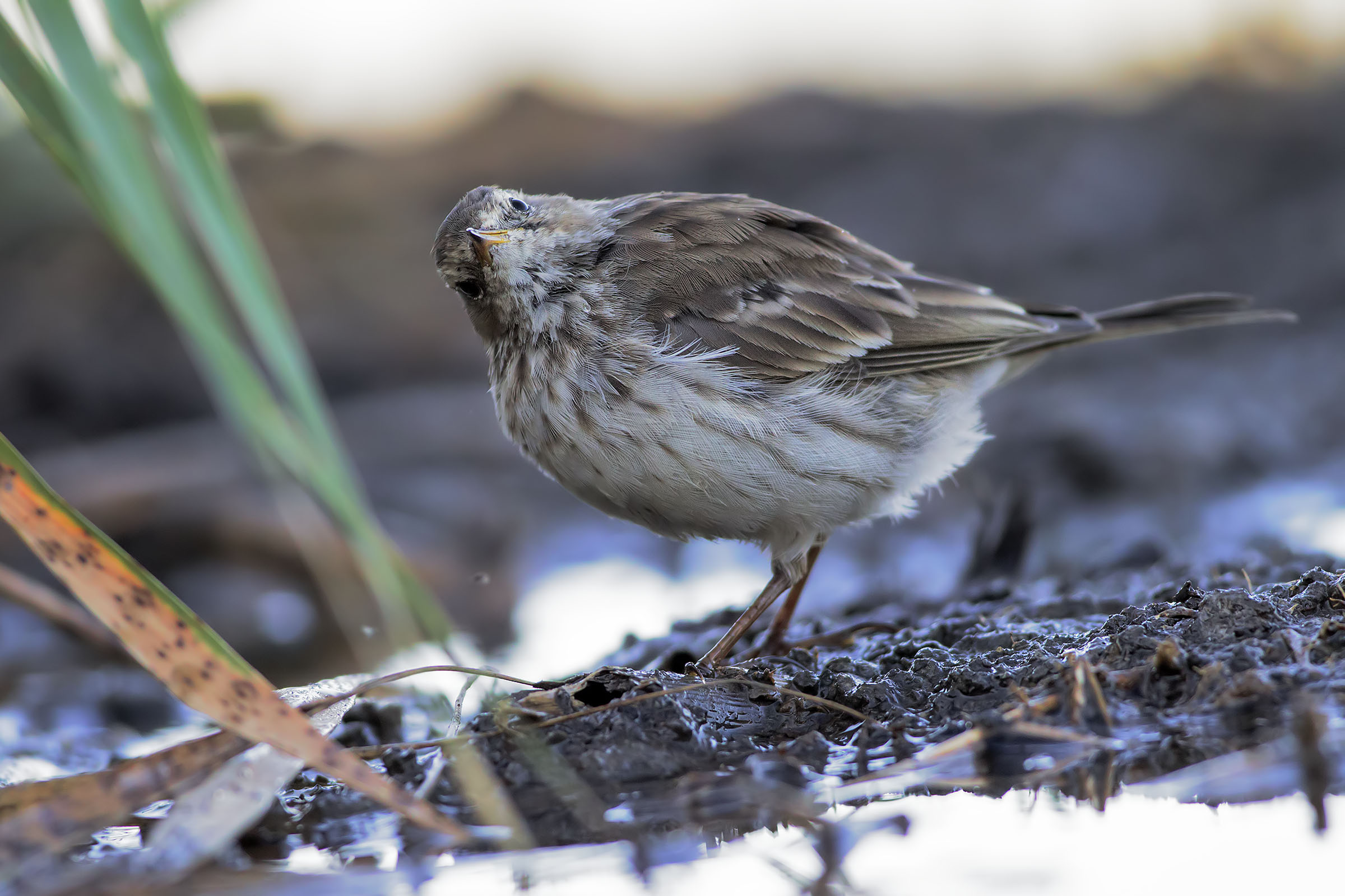 Pispola or Spioncello?