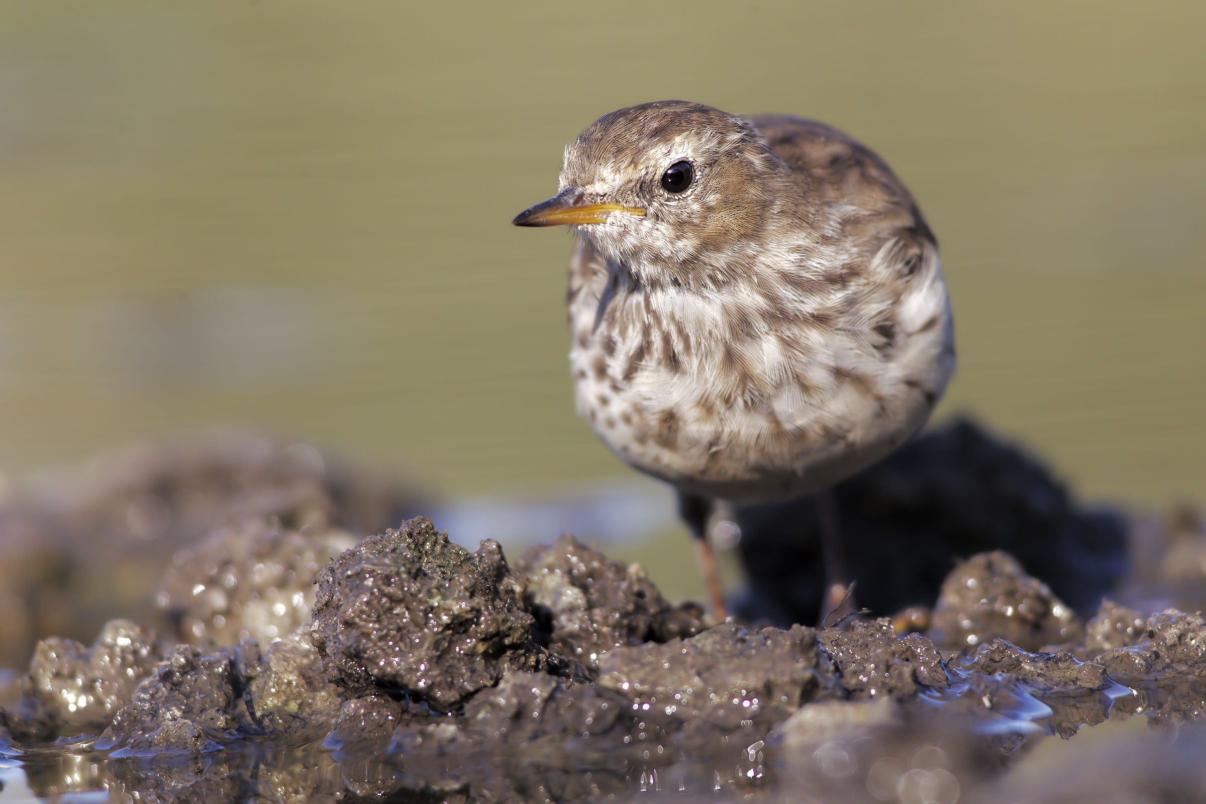 Pispola or Spioncello?