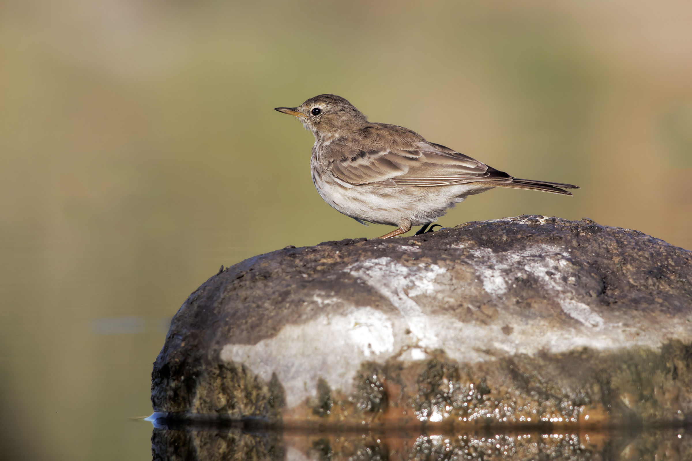 Pispola or Spioncello?