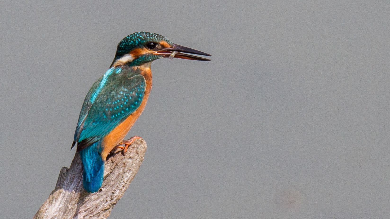 Kingfisher