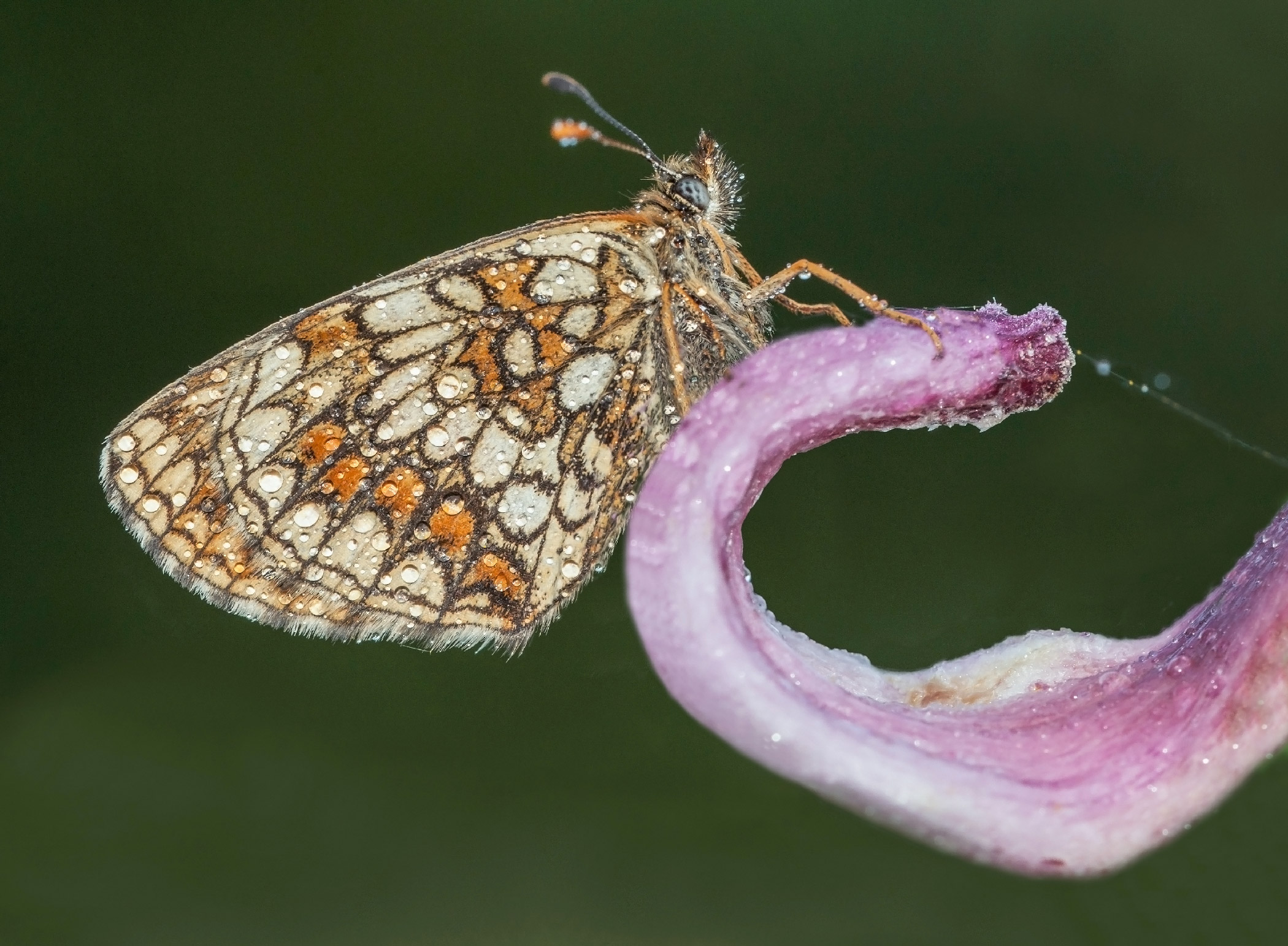 Melitaea aurelia