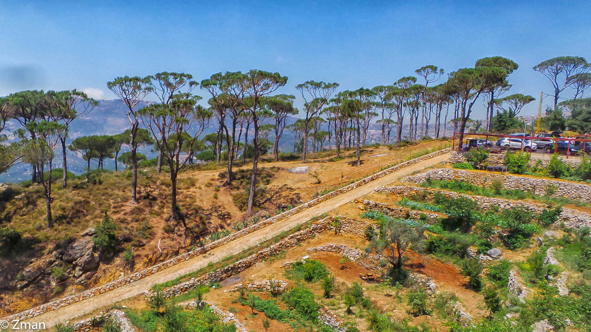 Pine Trees of Bzibdeen
