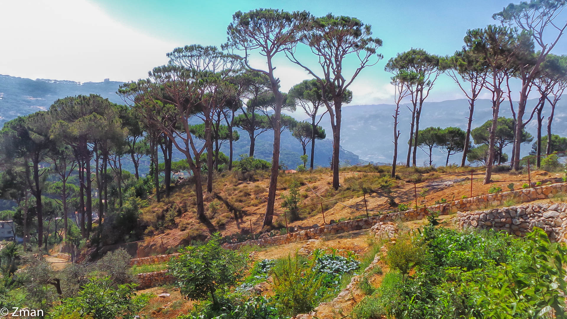 Pine Trees of Bzibdeen