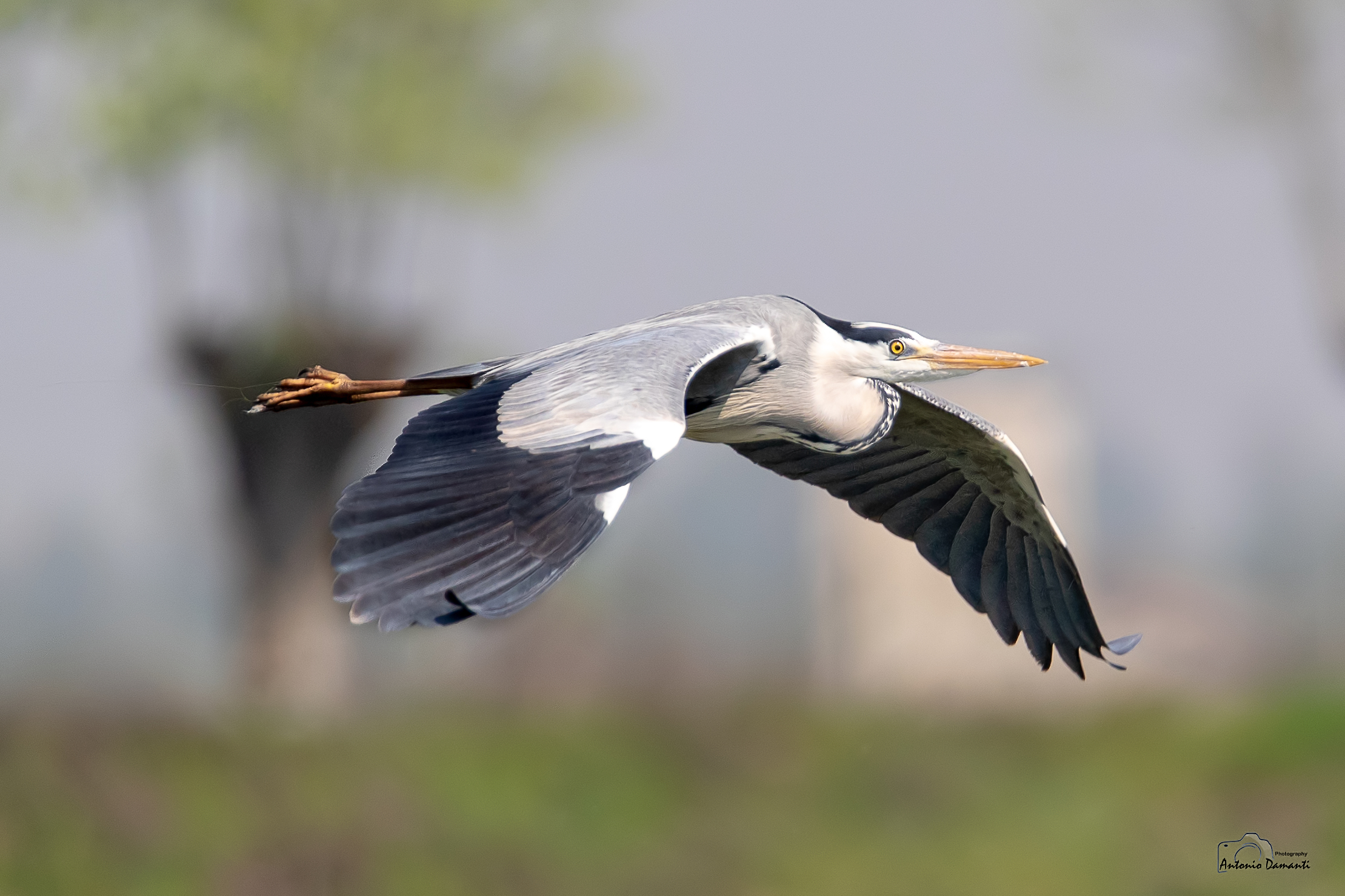 Ash heron in flight