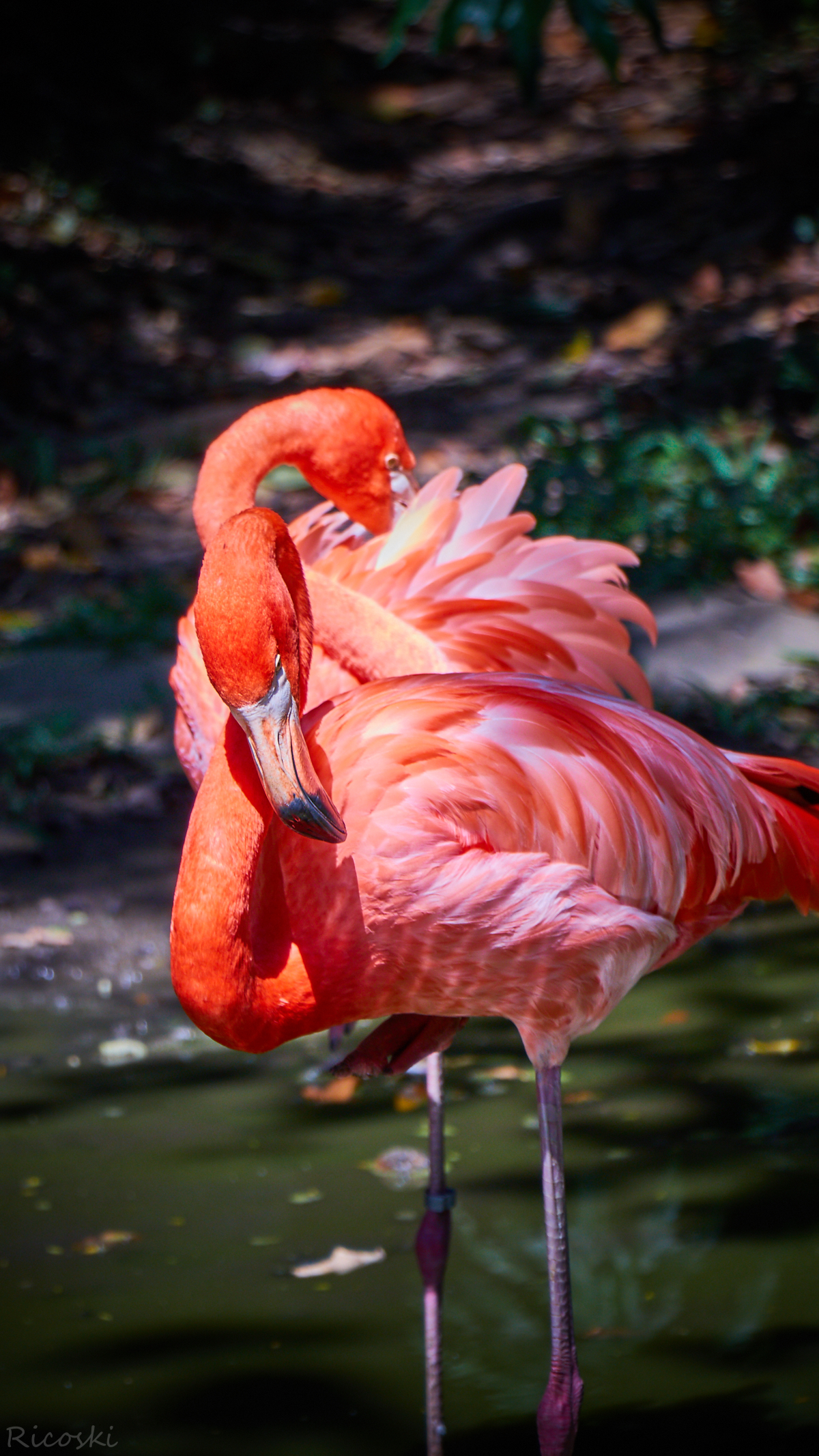 Flamingo de Celestun